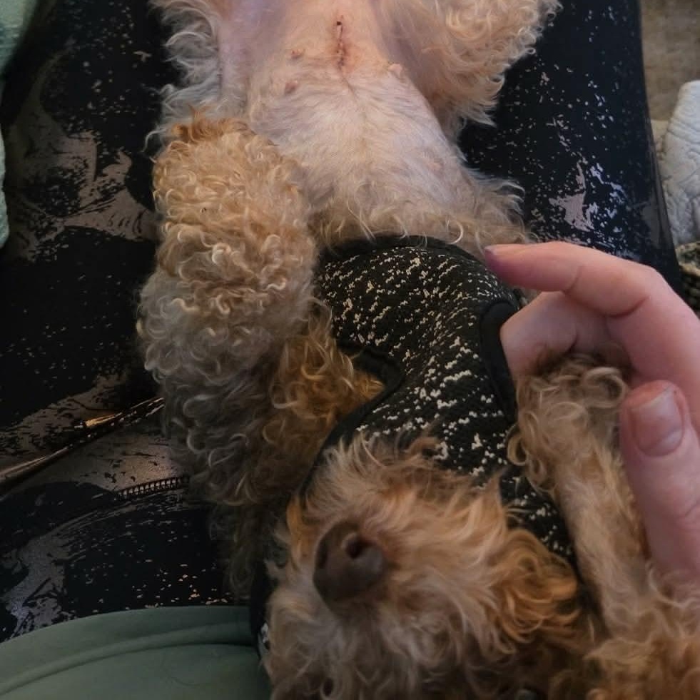 Colette, an adopted Poodle (Toy) in Rochester, NY image 3/5