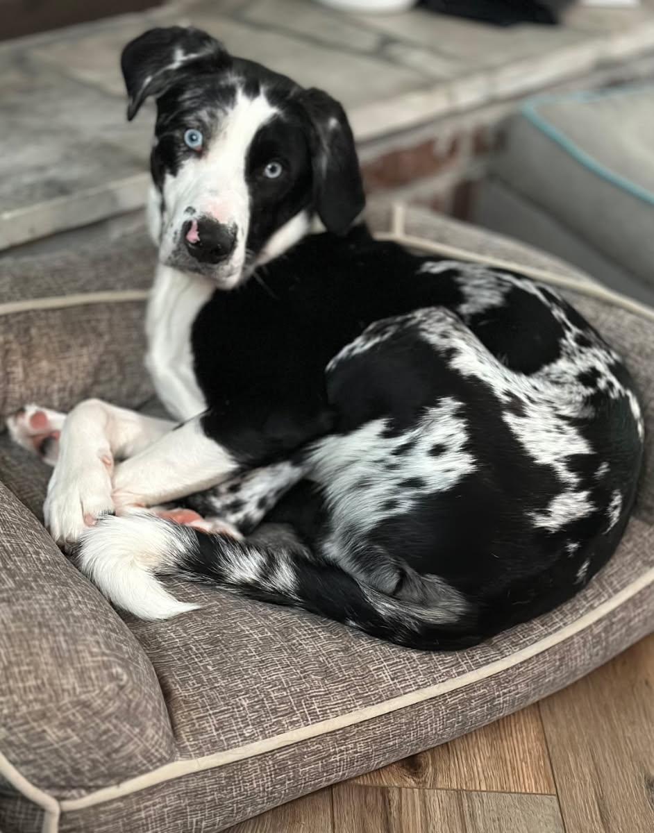 Archie, adopted, Young Male Australian Cattle Dog / Blue Heeler & Australian Shepherd.