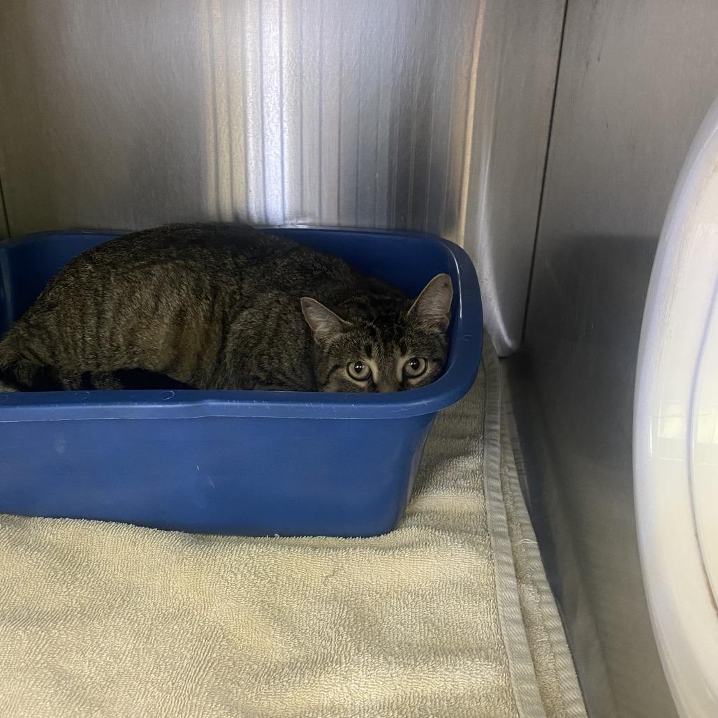 Enlarge Daisy, a Adoptable Domestic Short Hair in Burlington, ON image 1/1