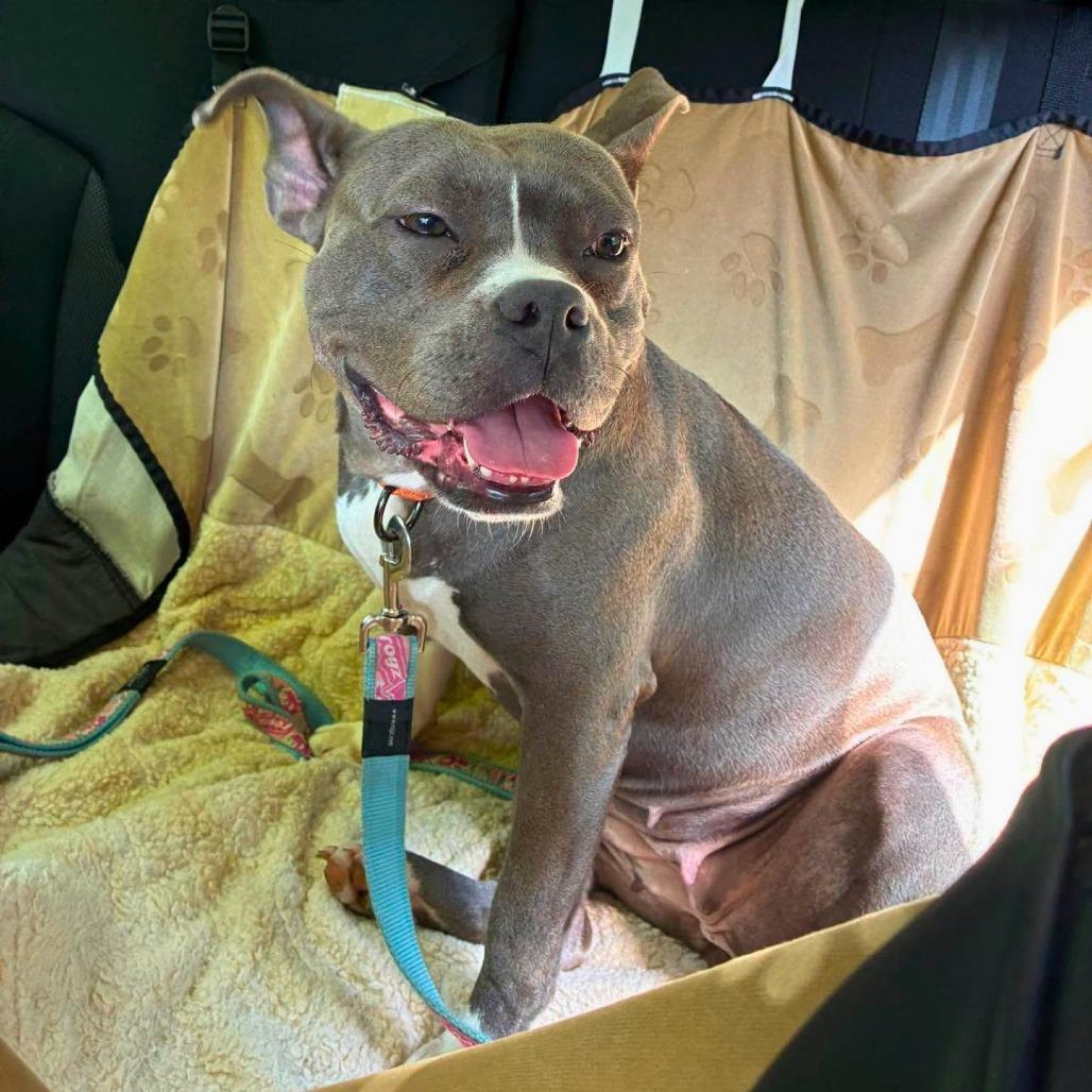 Diamond, Adoptable, Young Female Mixed Breed.