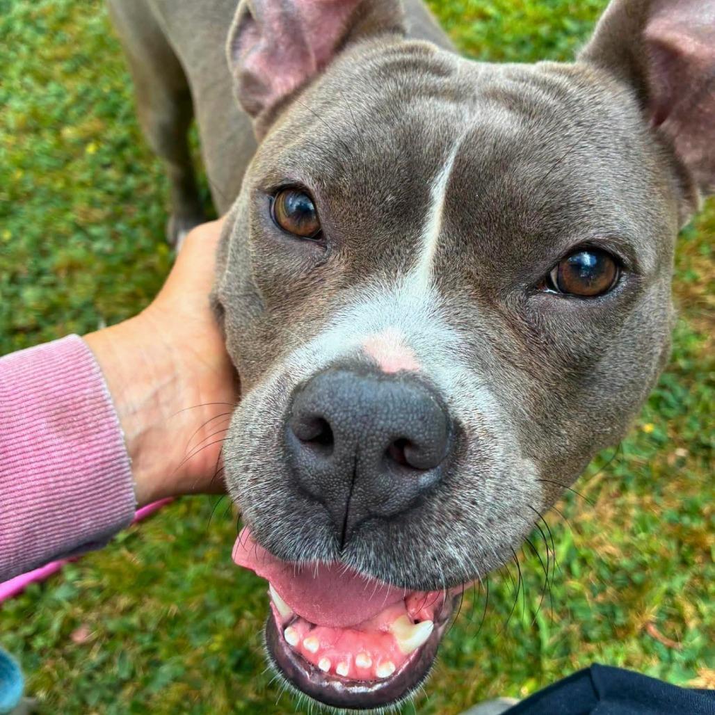 Enlarge Diamond, a Adoptable Mixed Breed in South Portland, ME image 2/4