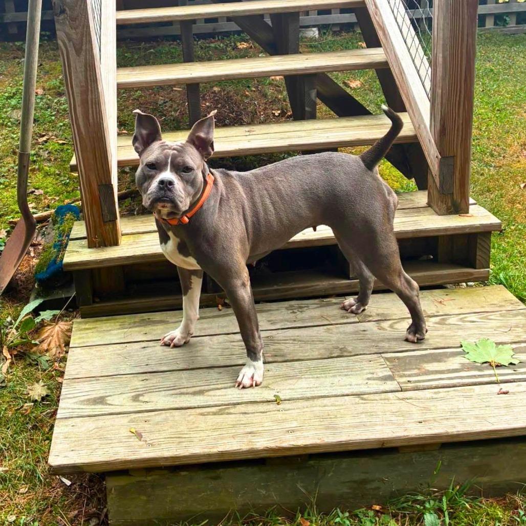 Enlarge Diamond, a Adoptable Mixed Breed in South Portland, ME image 3/4