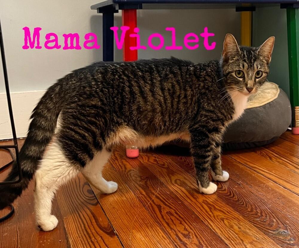 Enlarge Momma Violet *Featured at the Petco in Ellicott City, MD*, a Adoptable Domestic Short Hair in catonsville , MD image 1/1