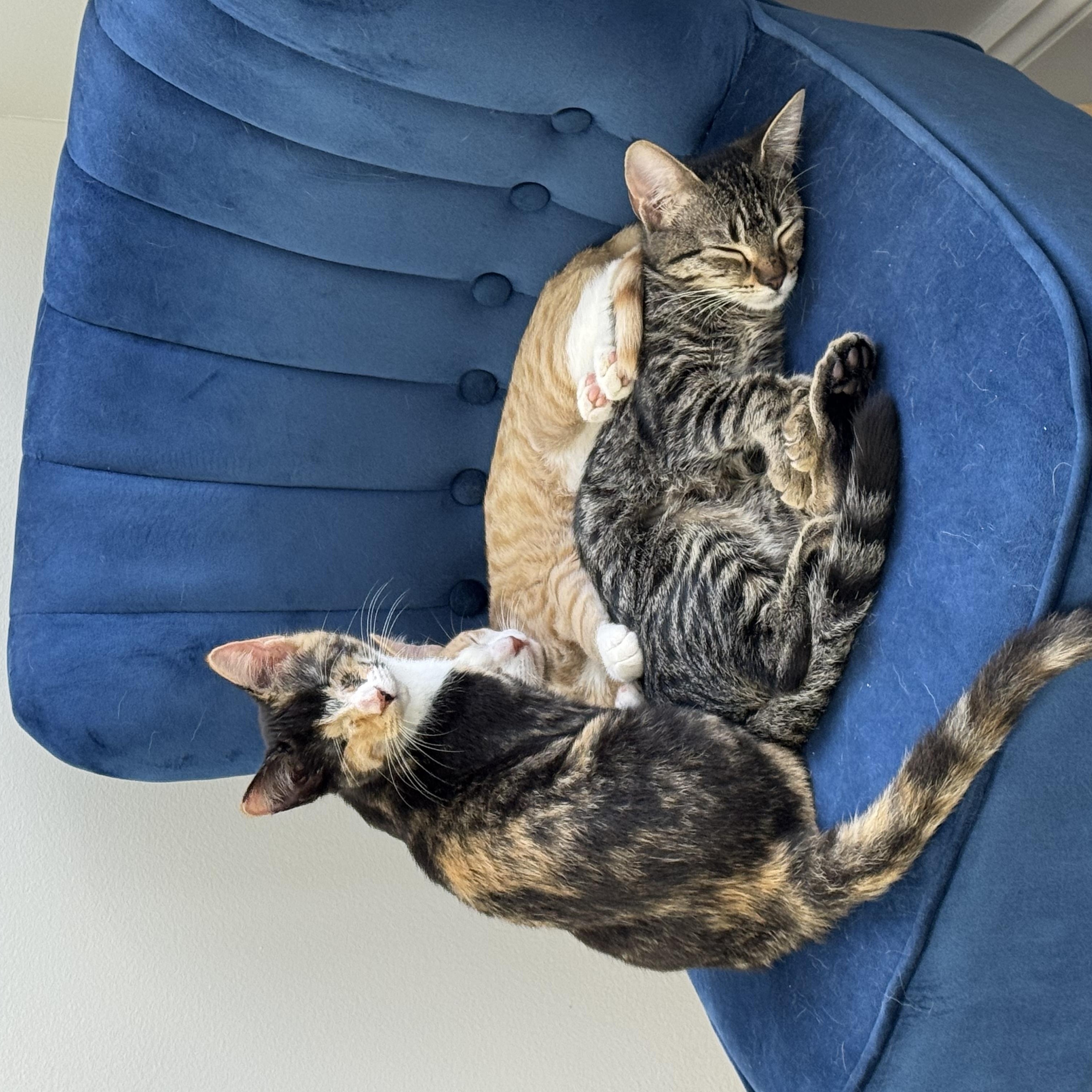 Enlarge Folsie, a Adoptable Domestic Short Hair in Delray Beach, FL image 4/4