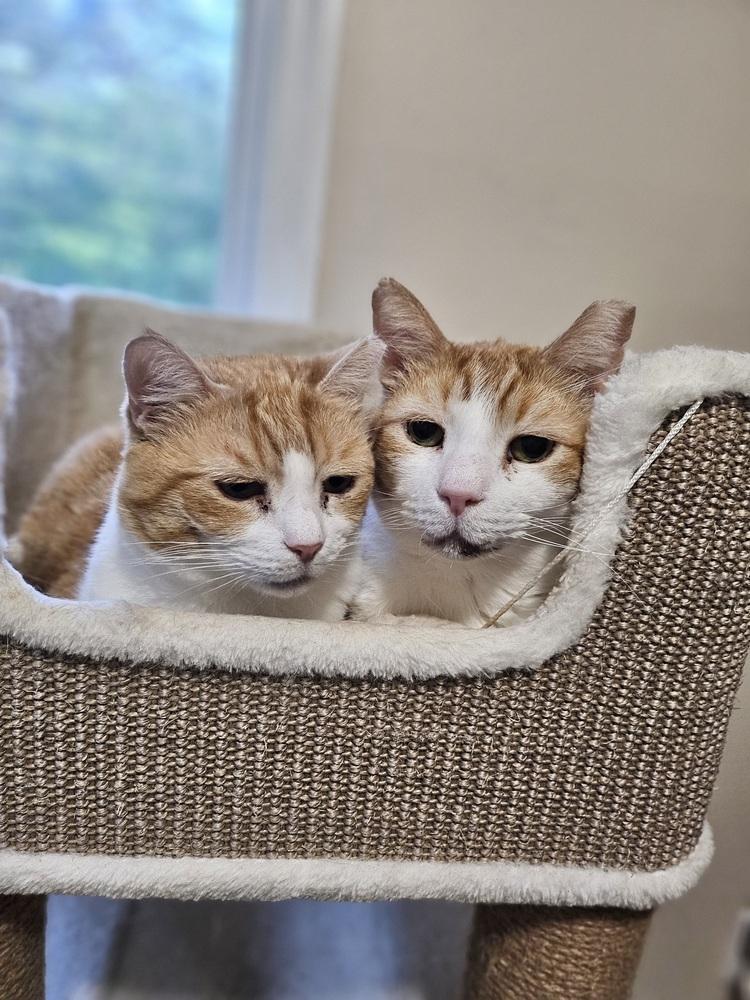 Nutmeg, Adoptable, Senior Female Domestic Short Hair.