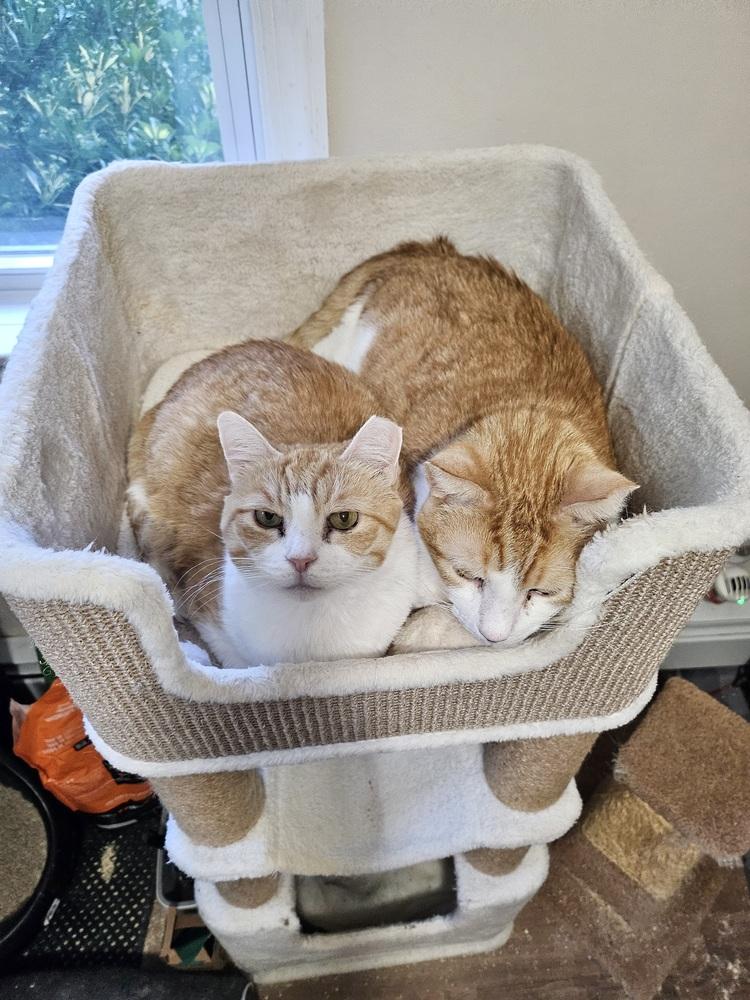 Enlarge Nutmeg, a Adoptable Domestic Short Hair in Patchogue, NY image 3/6