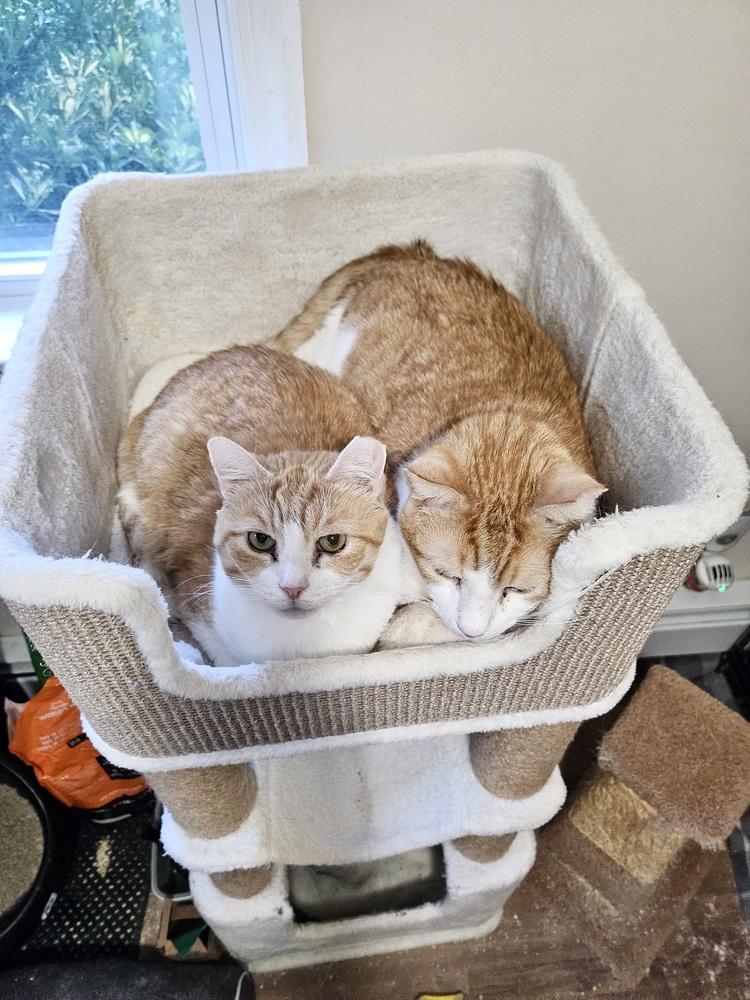 Enlarge Nutmeg, a Adoptable Domestic Short Hair in Patchogue, NY image 5/6