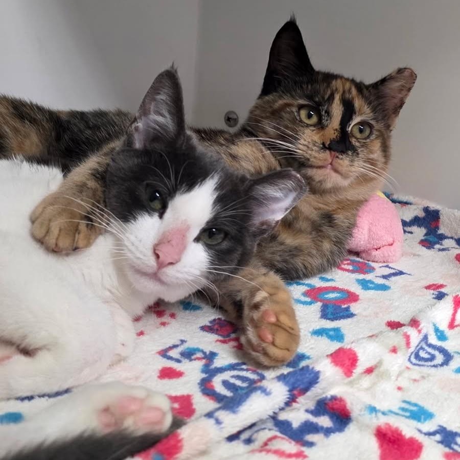 Netta & Hopscotch, ADOPTABLE, Young Female Domestic Short Hair.