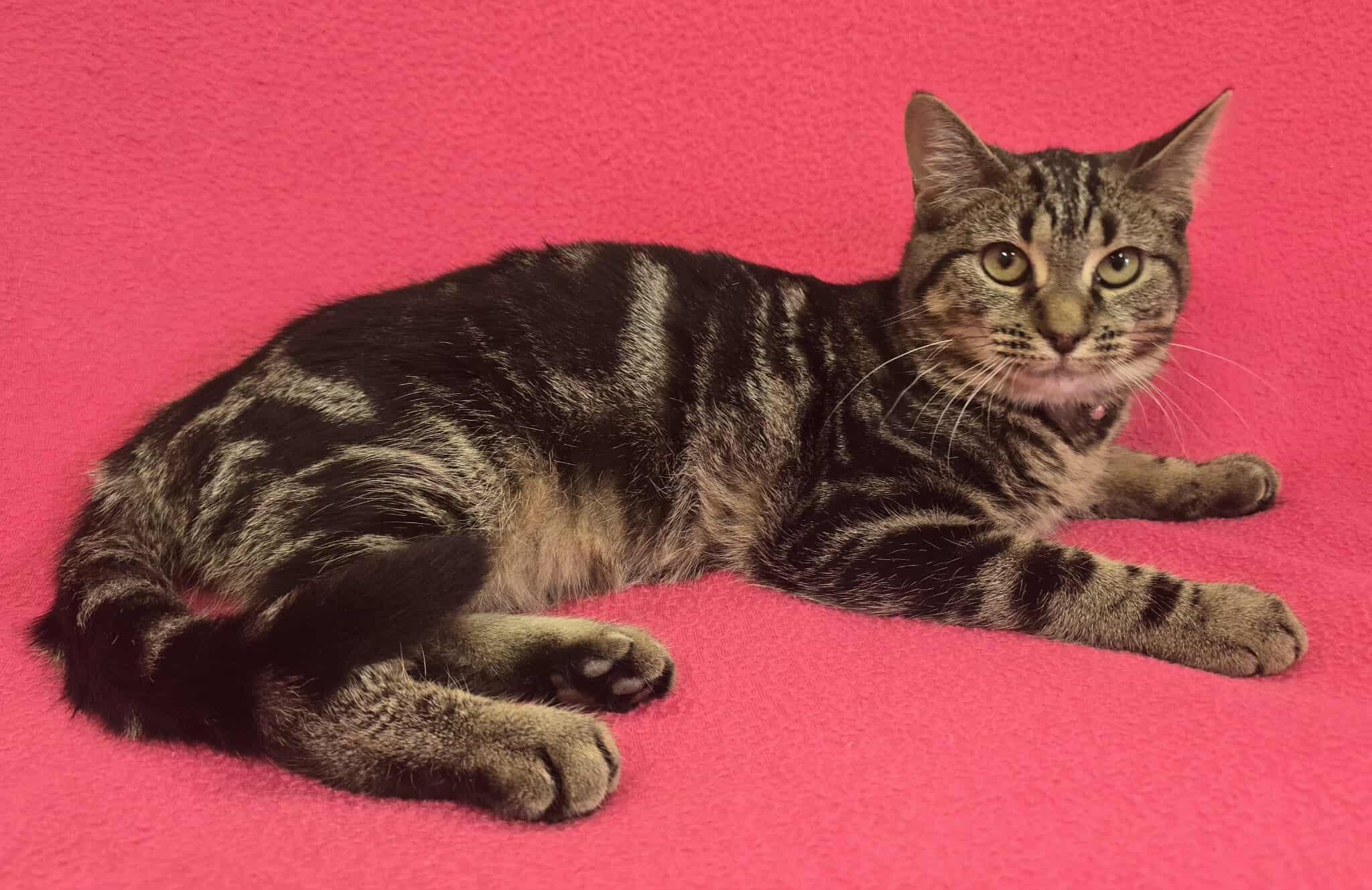 Enlarge Lyra, a Adoptable mixed breed in Frankfort, IN image 1/4