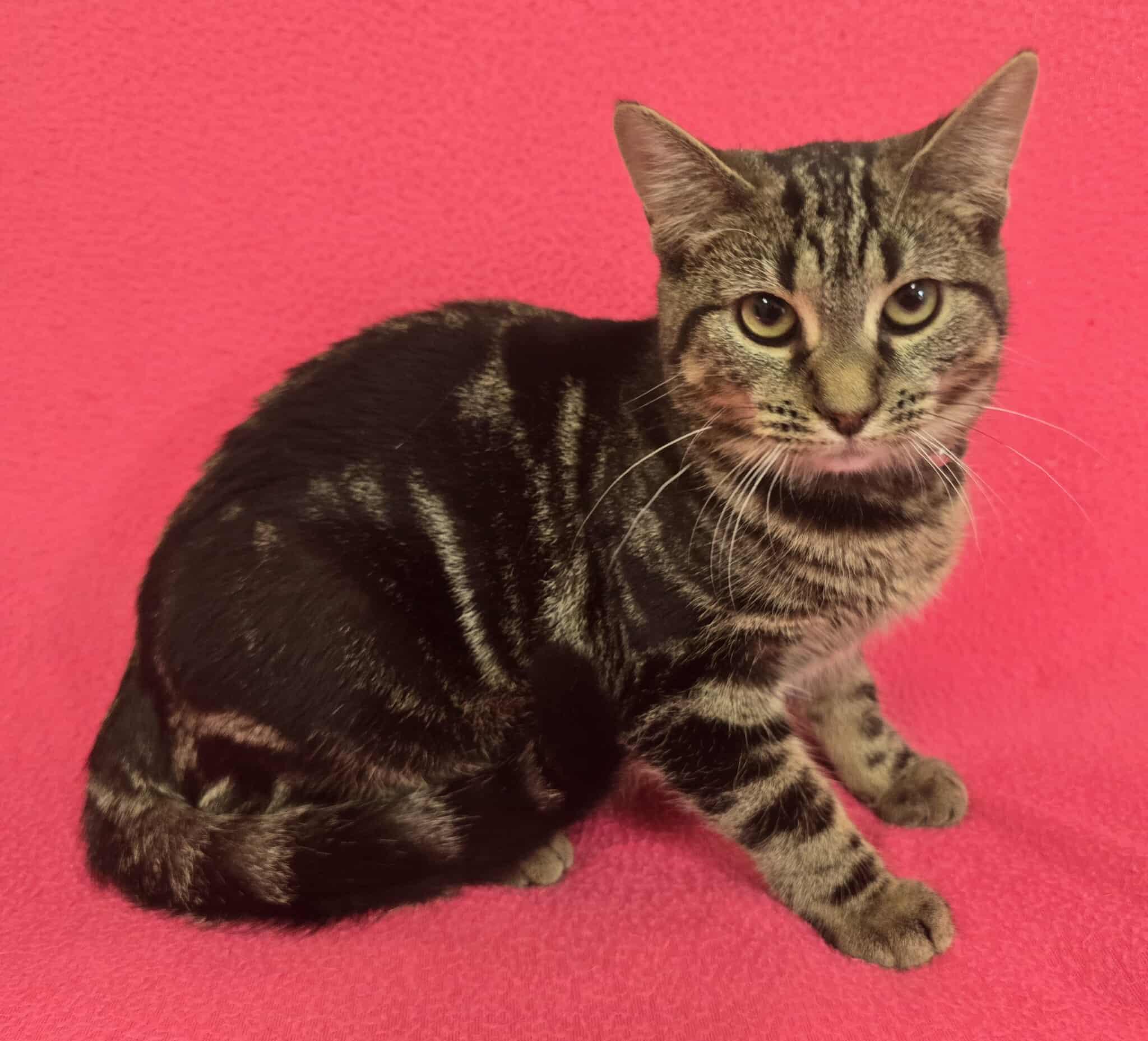 Enlarge Lyra, a Adoptable mixed breed in Frankfort, IN image 2/4