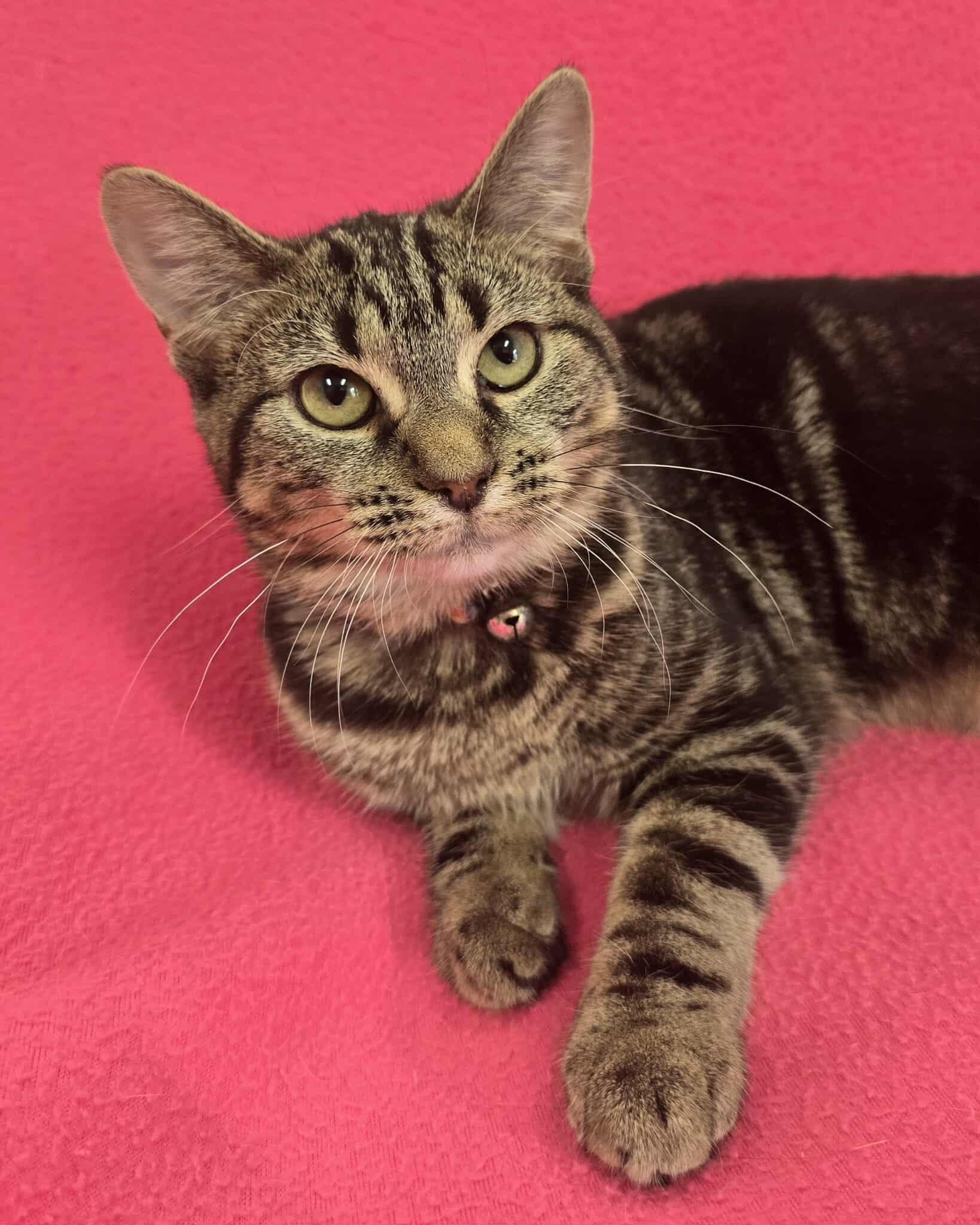 Enlarge Lyra, a Adoptable mixed breed in Frankfort, IN image 3/4