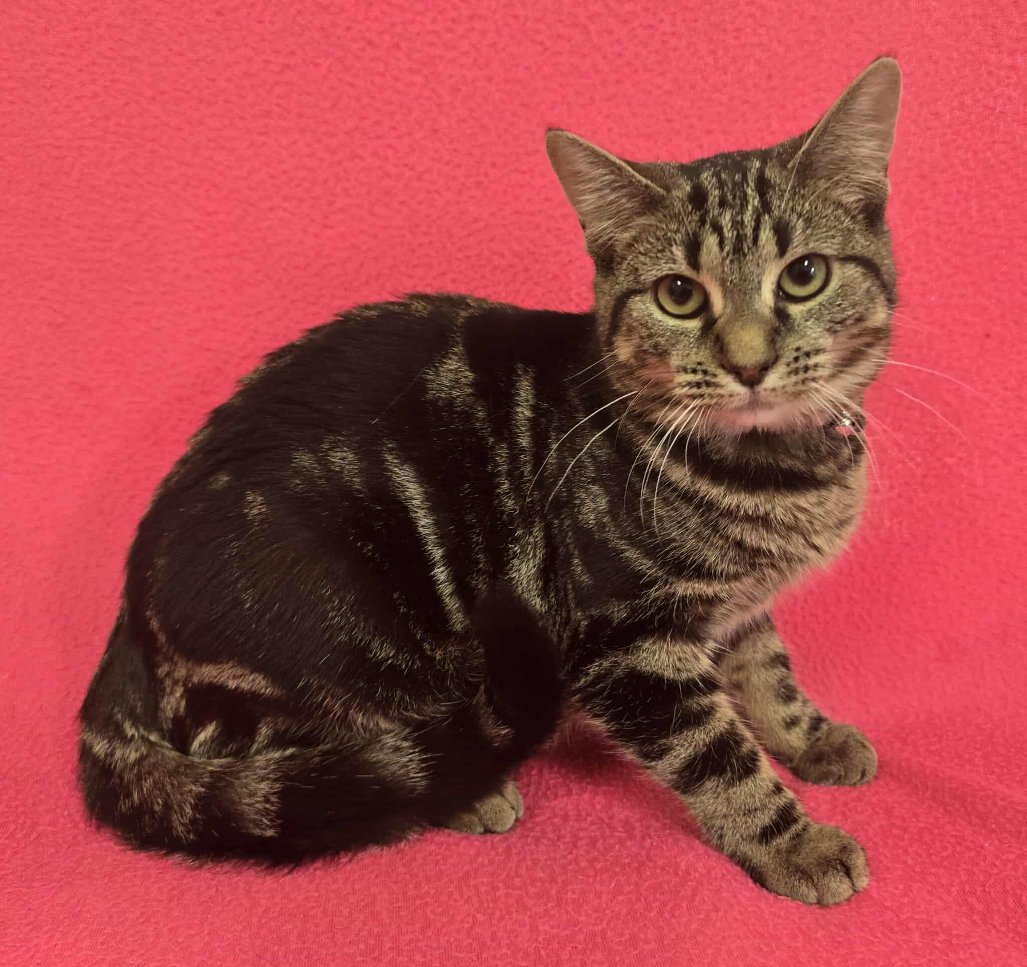 Enlarge Lyra, a Adoptable mixed breed in Frankfort, IN image 4/4