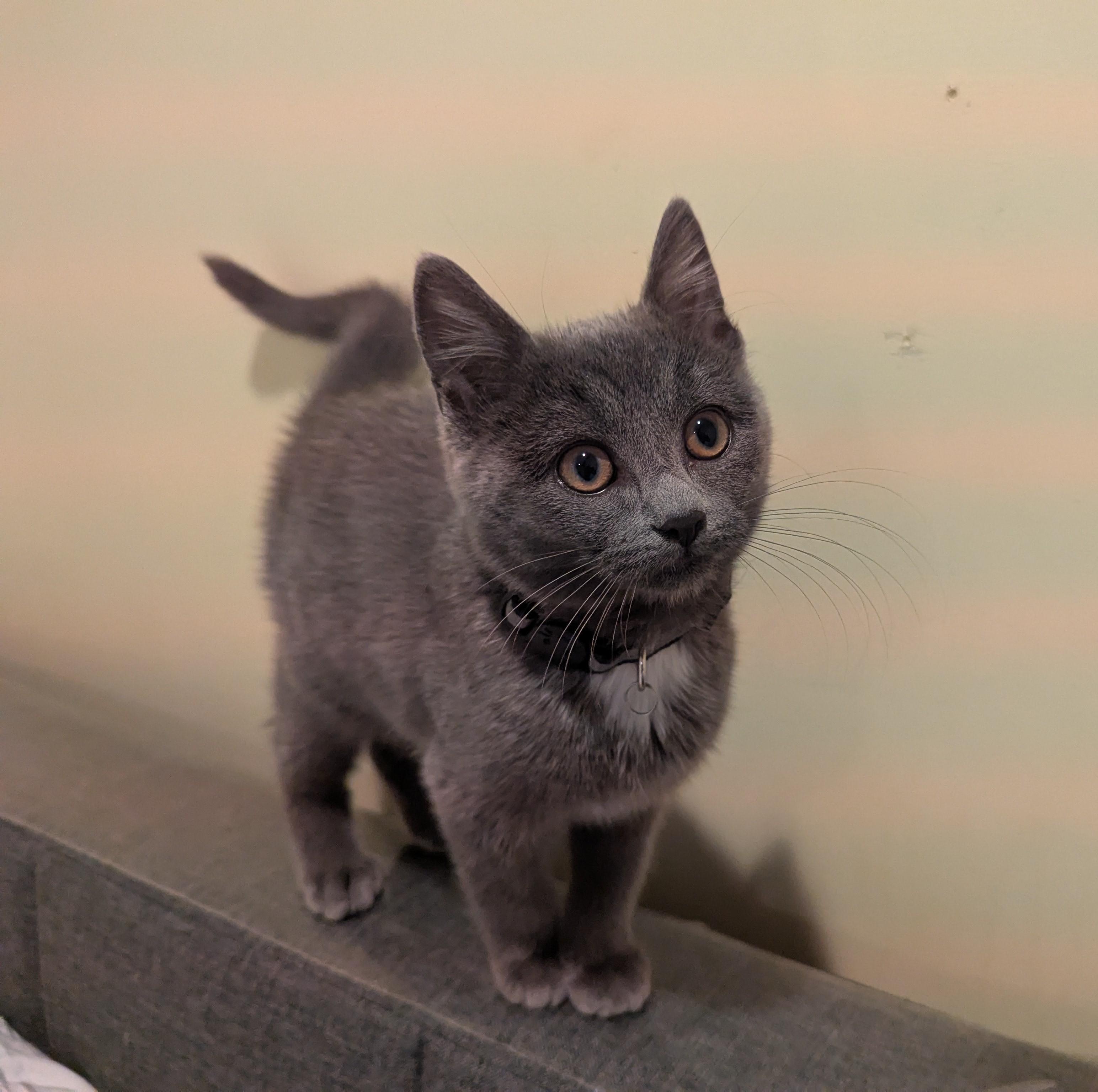 Enlarge Luna, a Adopted American Shorthair in Rochester, NY image 3/4