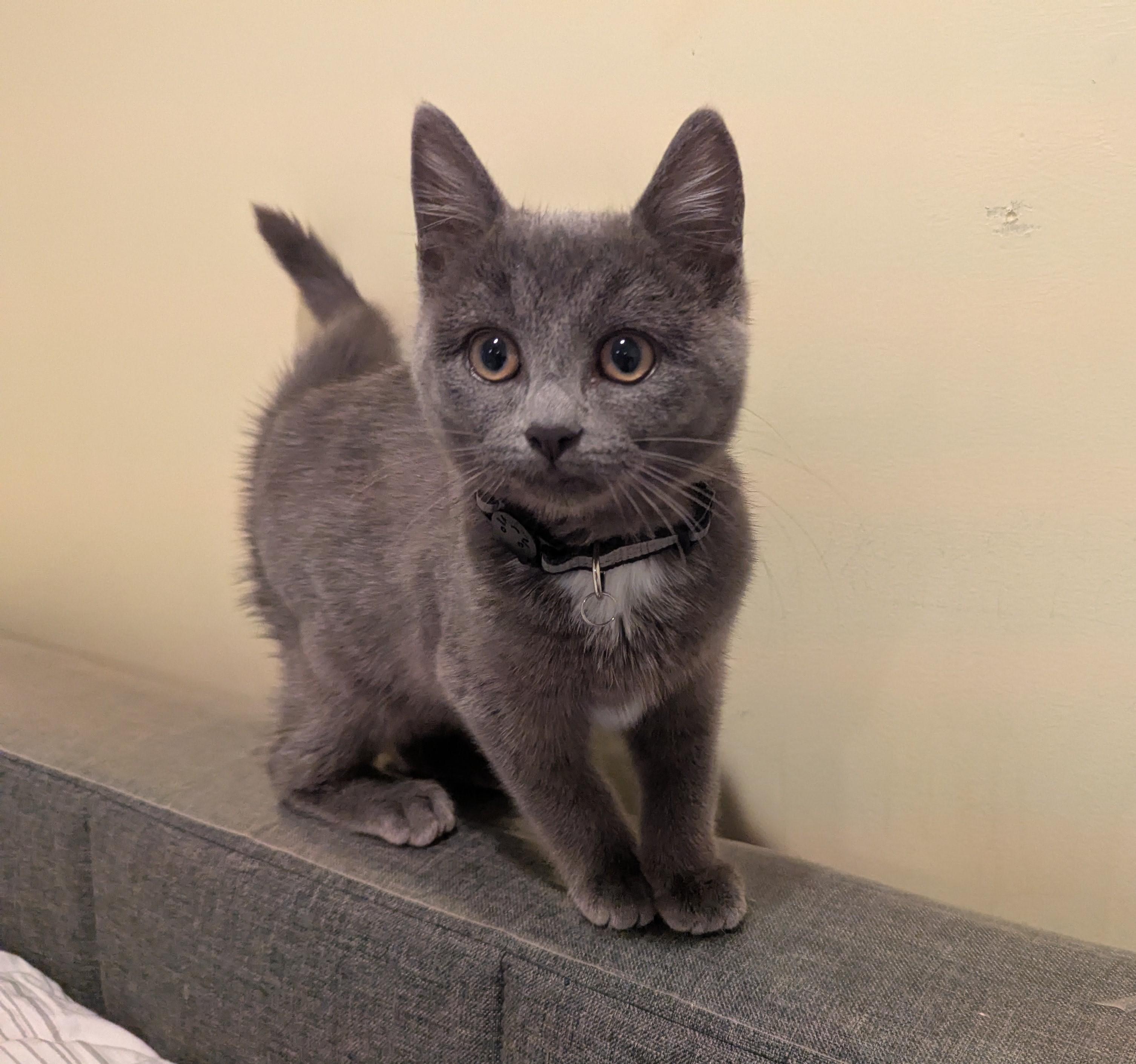 Enlarge Luna, a Adopted American Shorthair in Rochester, NY image 2/4