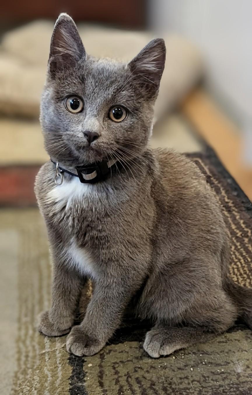 Enlarge Luna, a Adopted American Shorthair in Rochester, NY image 1/4