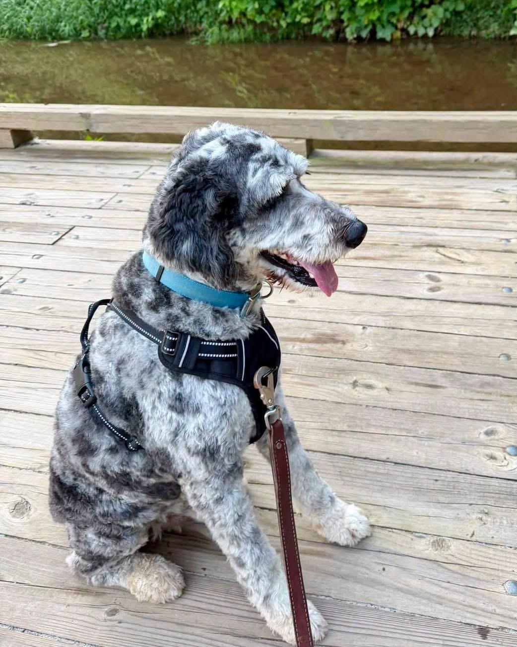 Enlarge Clay, a Adoptable Aussiedoodle in Wilkesboro, NC image 2/2