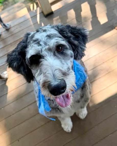 Clay, Adoptable, Adult Male Aussiedoodle.