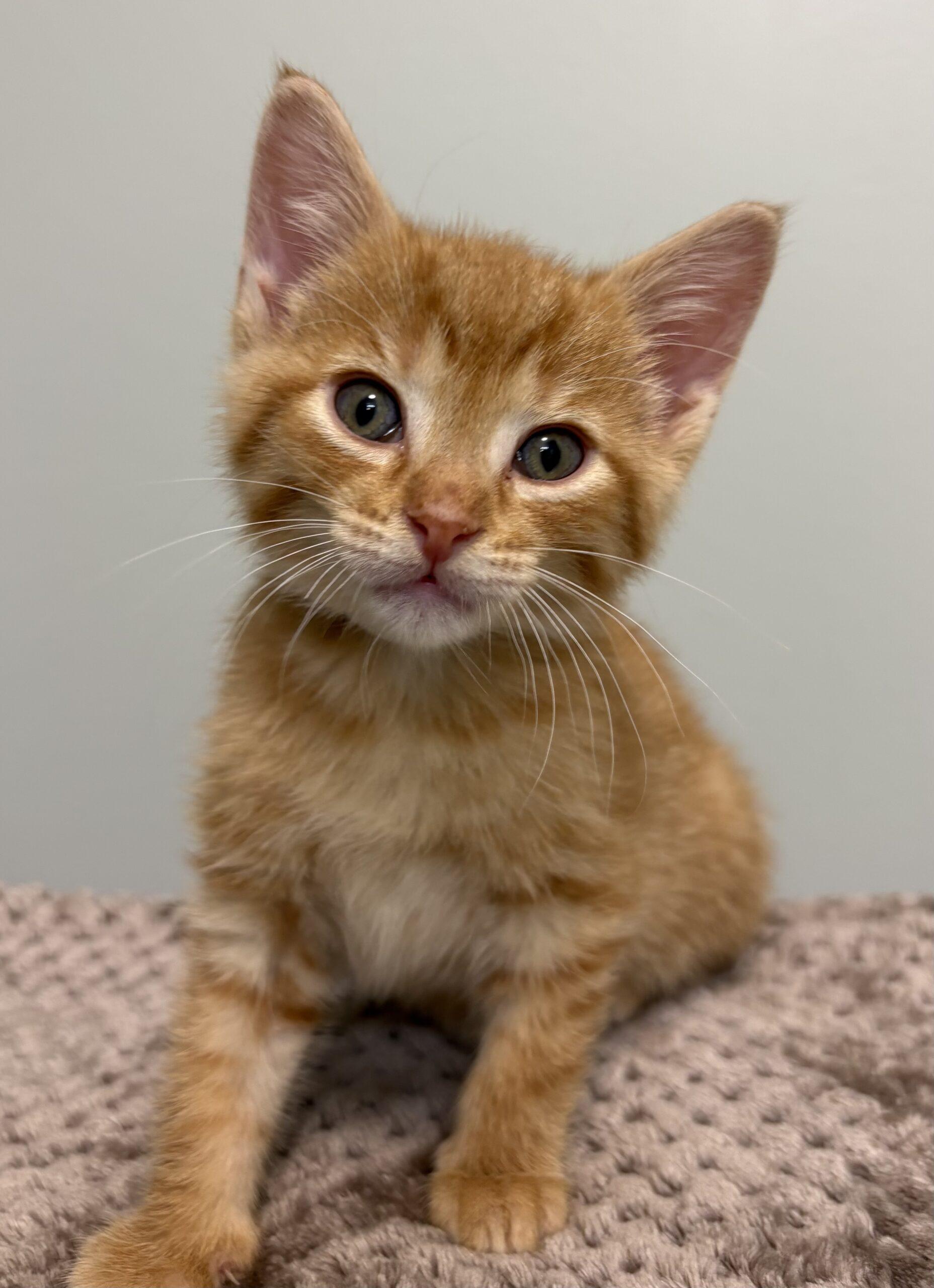 Praline, Adoptable, Kitten Female Domestic Short Hair.