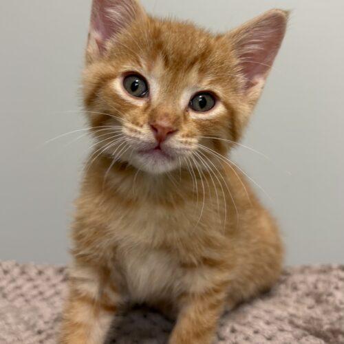 Enlarge Praline, a Adoptable Domestic Short Hair in Vienna, ON image 2/5