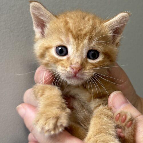 Enlarge Praline, a Adoptable Domestic Short Hair in Vienna, ON image 3/5