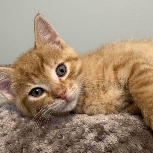 Enlarge Praline, a Adoptable Domestic Short Hair in Vienna, ON image 4/5