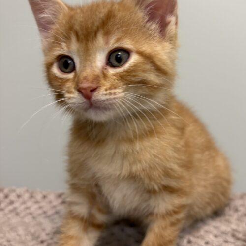 Enlarge Praline, a Adoptable Domestic Short Hair in Vienna, ON image 5/5