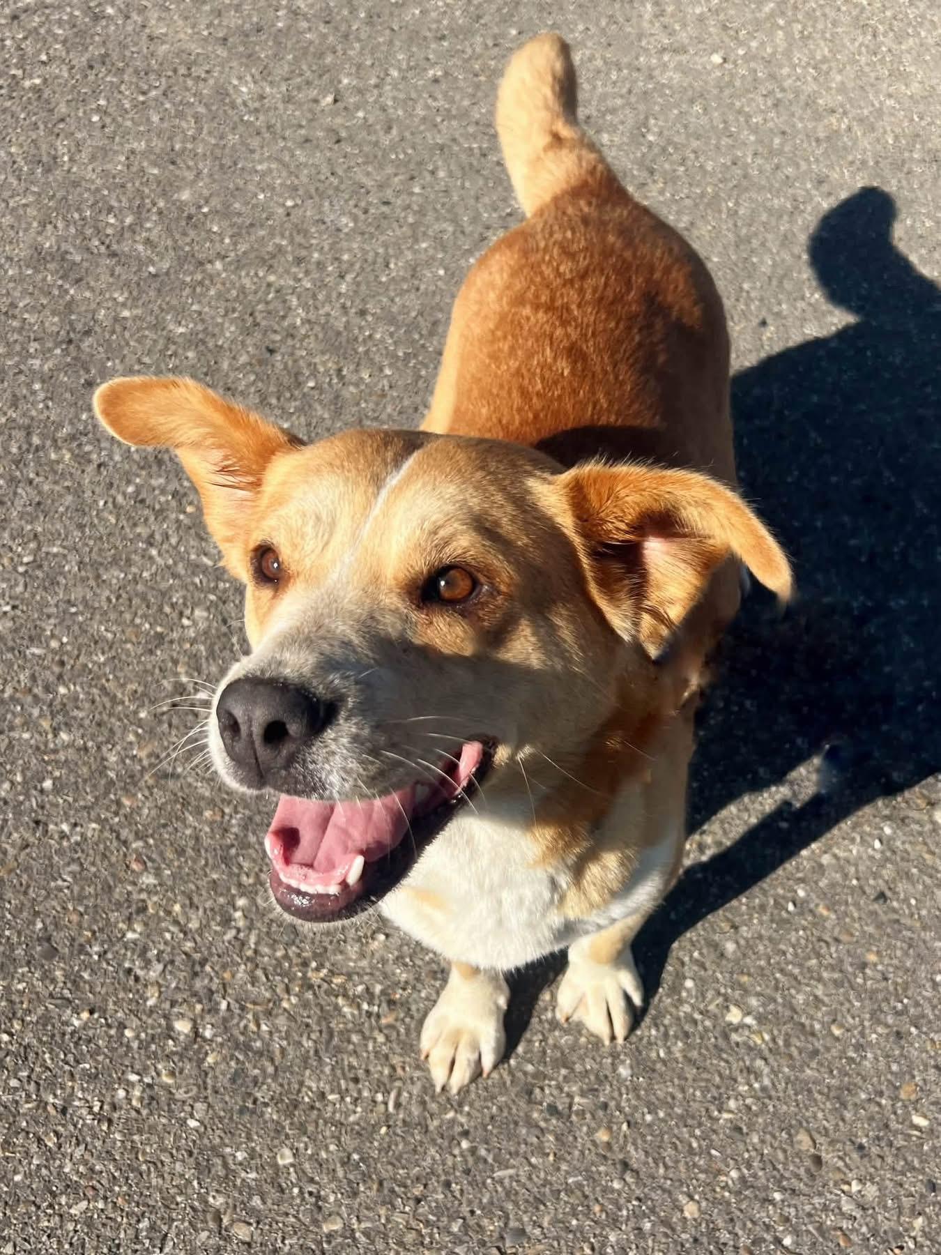 Dolly, ADOPTABLE, Adult Female Australian Cattle Dog / Blue Heeler.