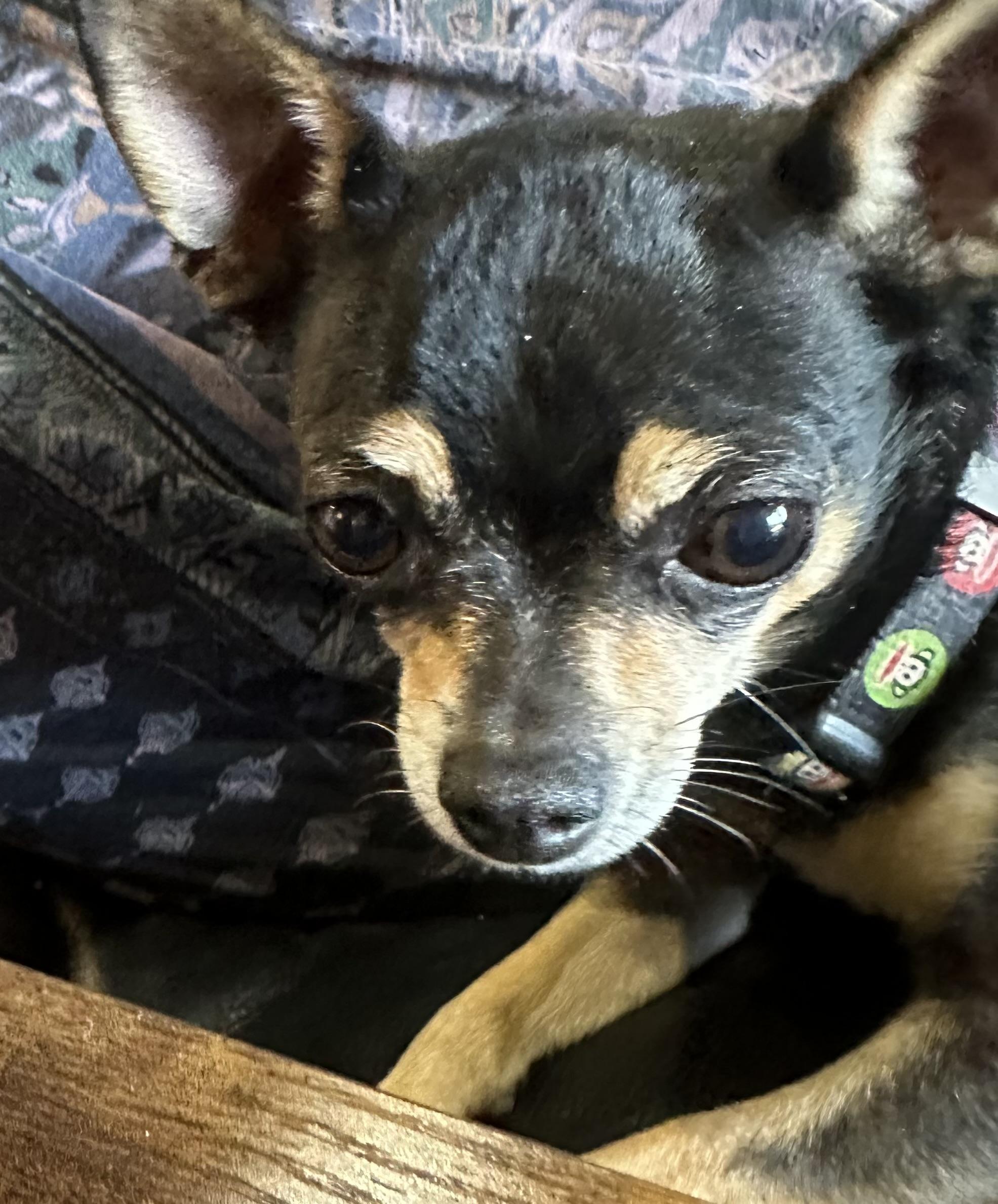 Elliot, a Adoptable Chihuahua in Austin, TX image 3/5