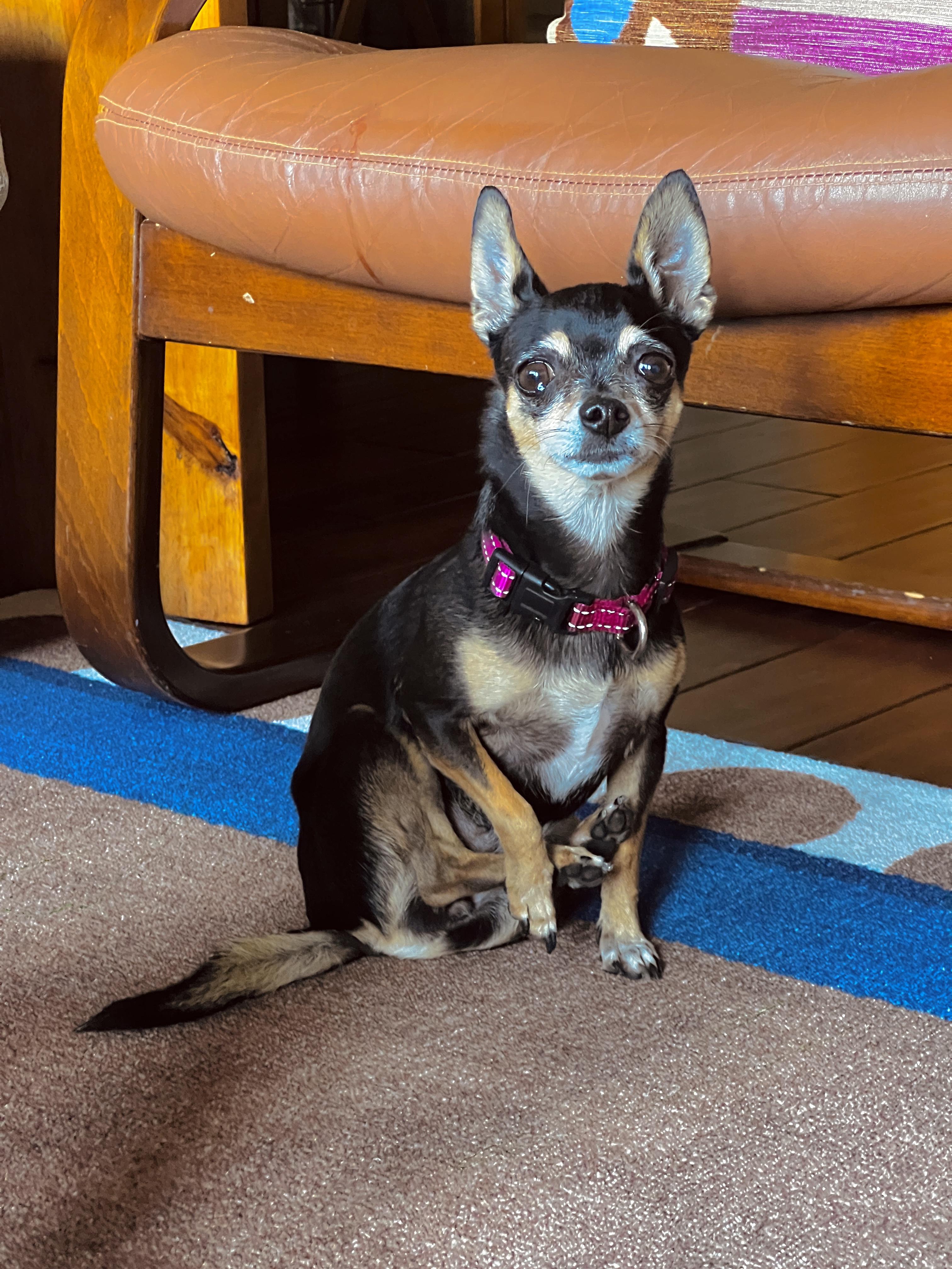 Elliot, a Adoptable Chihuahua in Austin, TX image 1/5
