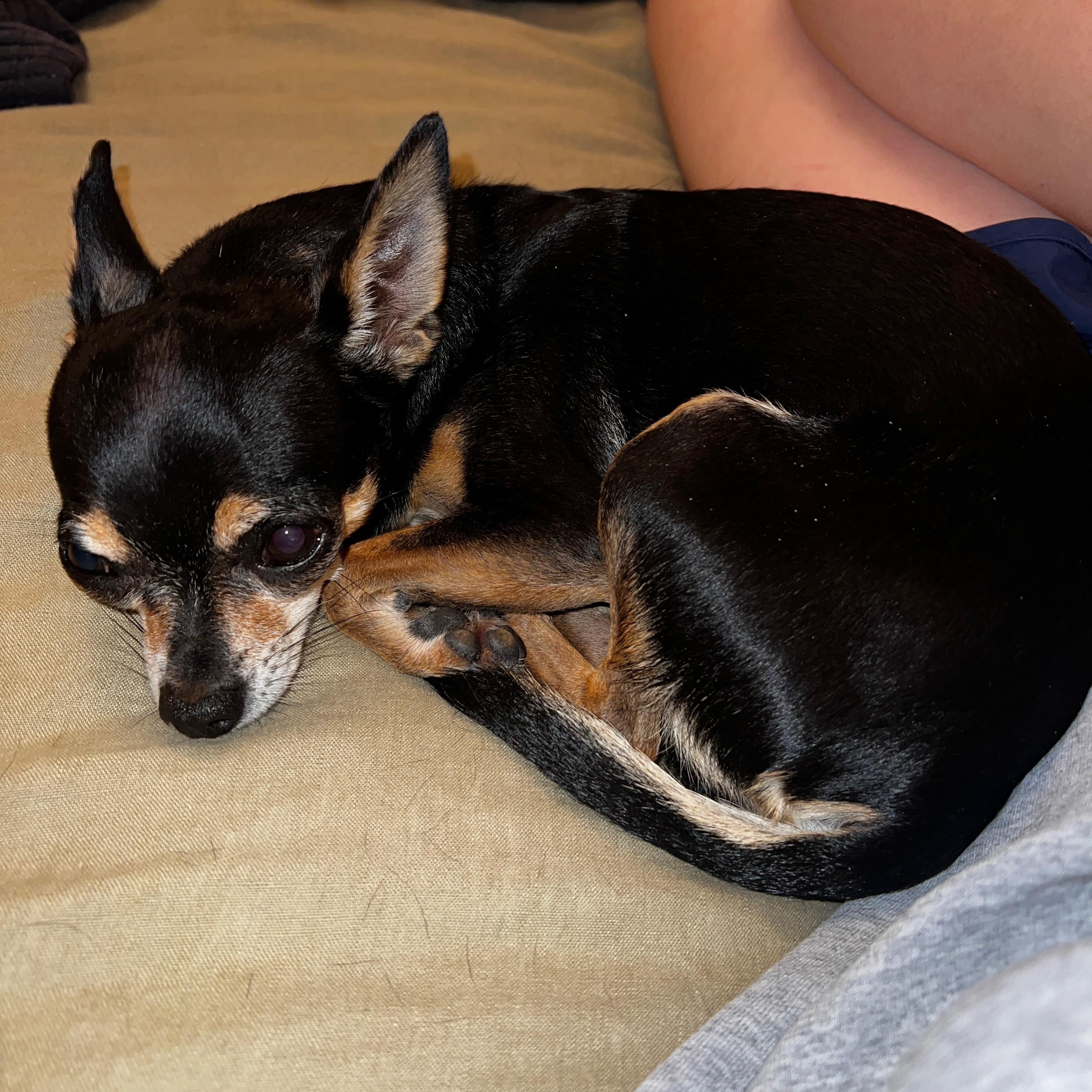 Elliot, a Adoptable Chihuahua in Austin, TX image 4/5