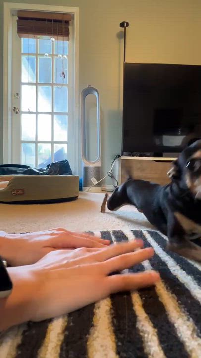 Enlarge Elliot, a Adoptable Chihuahua in Austin, TX video 5/5