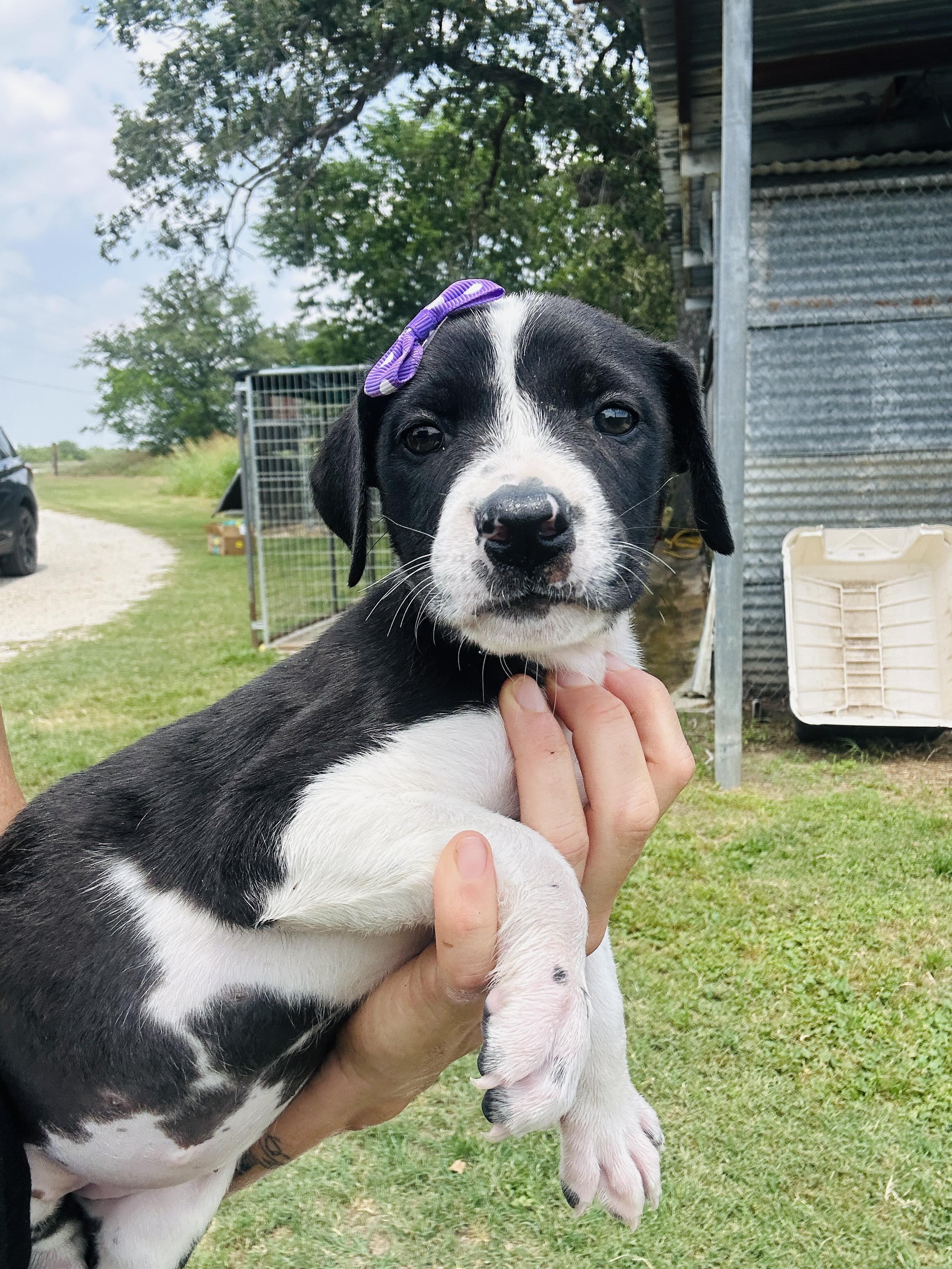 Enlarge Rain, a Adopted mixed breed in Gonzales, TX image 2/2