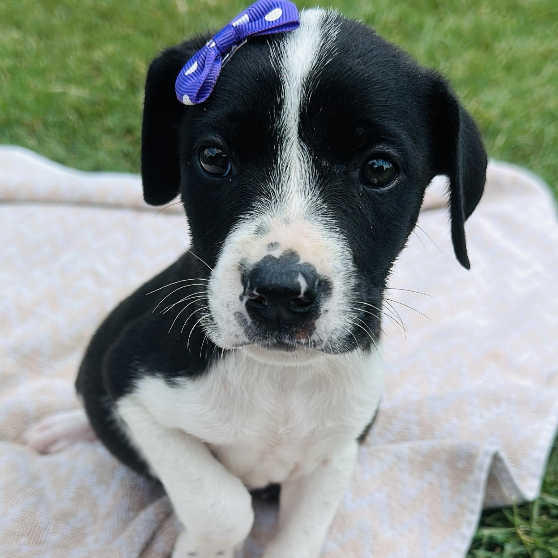 Rain, Adopted, Puppy Female Labrador Retriever & Cattle Dog.