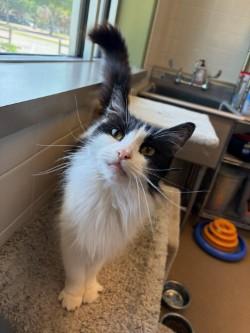 Betty, a ADOPTABLE Domestic Long Hair in Murphy, TX image 1/2