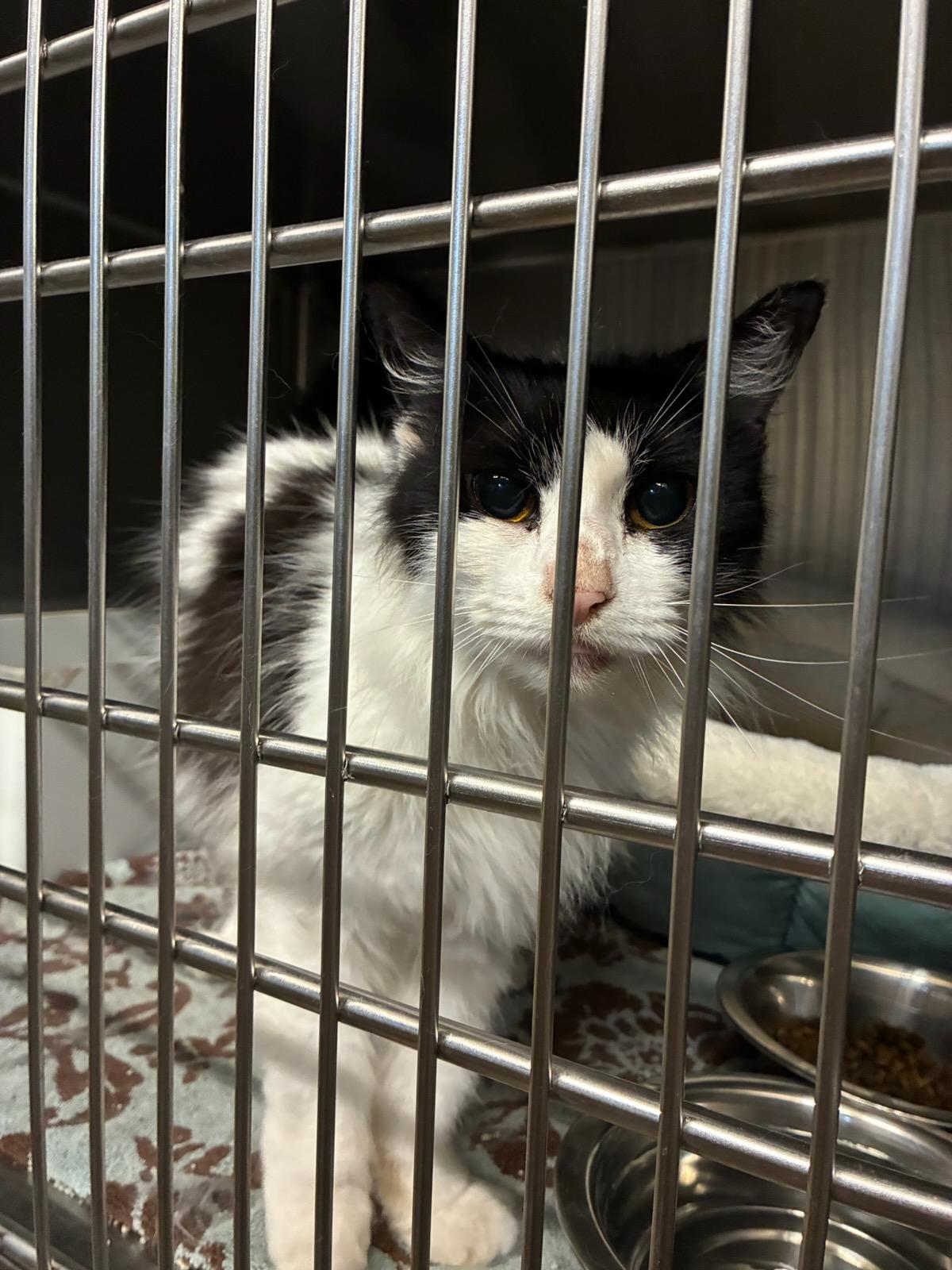 Betty, a ADOPTABLE Domestic Long Hair in Murphy, TX image 2/2