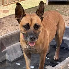 Enlarge Honey, a Adopted mixed breed in Green Valley, AZ image 1/1