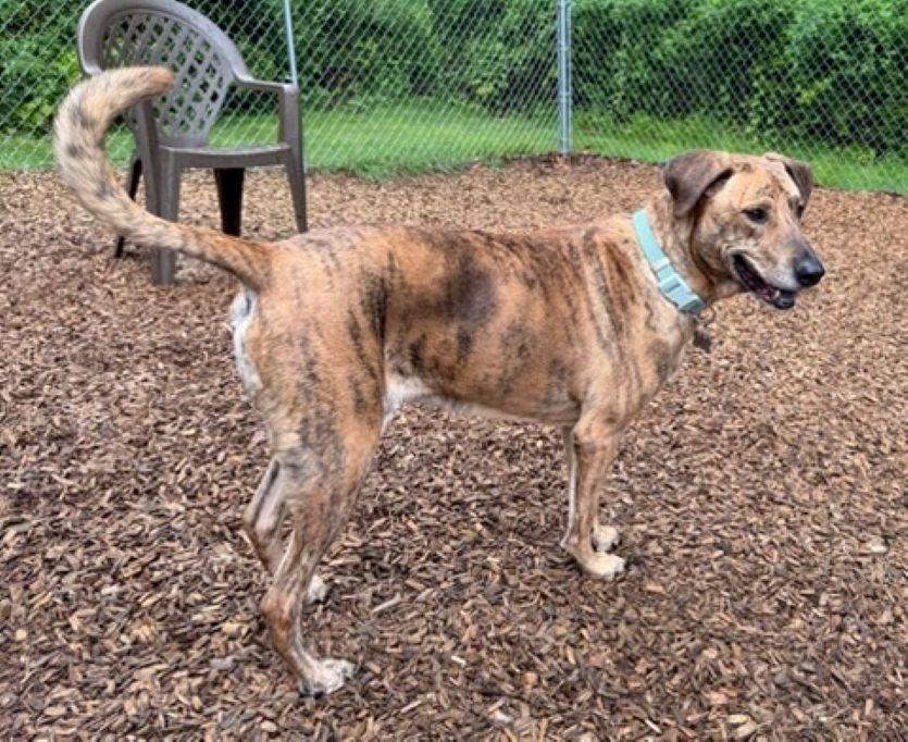 Brin, a ADOPTABLE mixed breed in East Hartford, CT image 6/6
