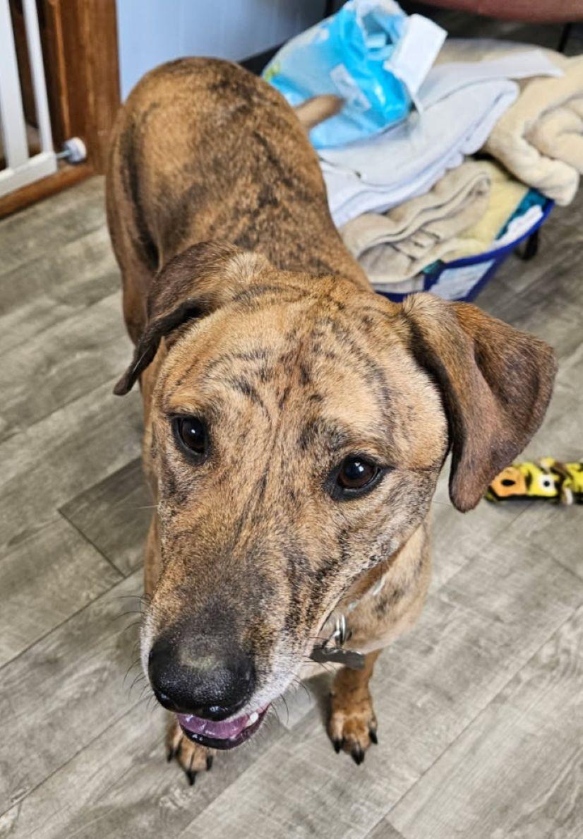 Brin, a ADOPTABLE mixed breed in East Hartford, CT image 4/6