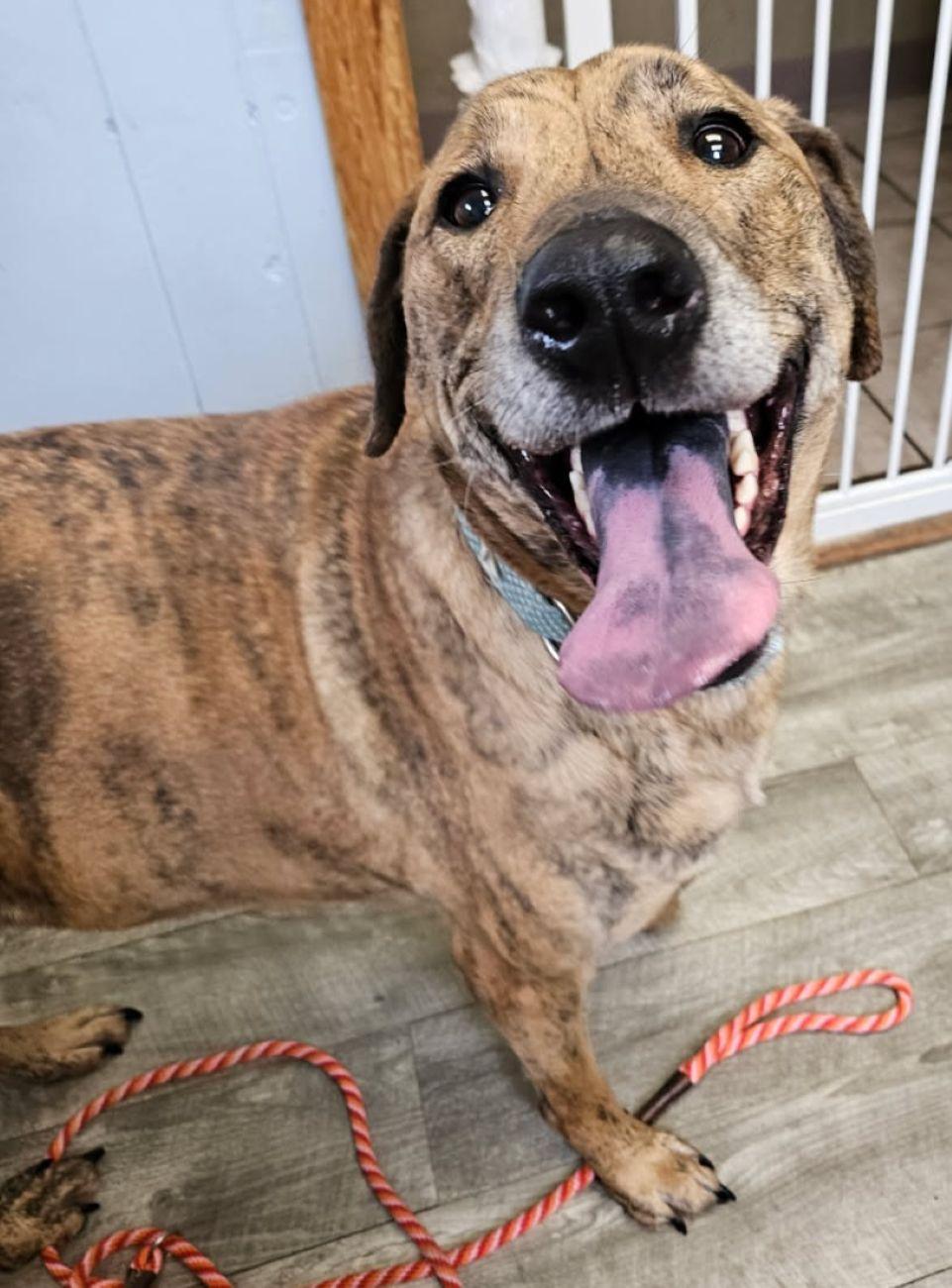 Brin, a ADOPTABLE mixed breed in East Hartford, CT image 5/6