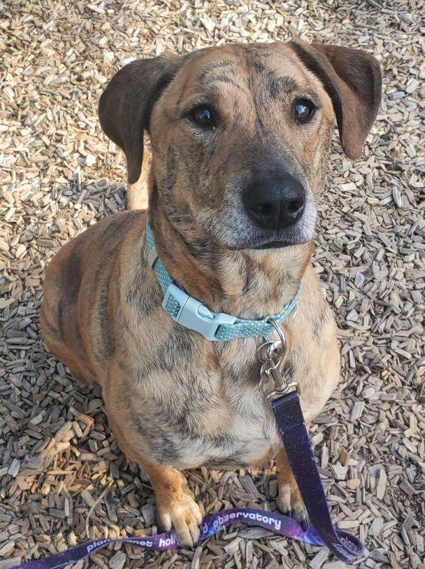 Brin, a ADOPTABLE mixed breed in East Hartford, CT image 1/6