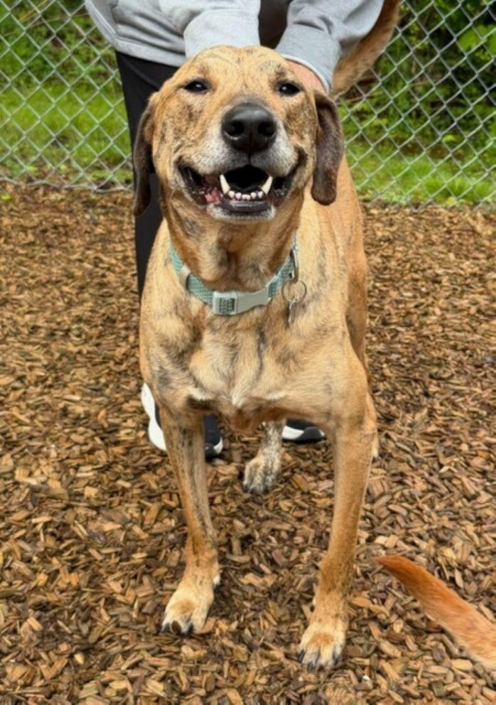 Brin, a ADOPTABLE mixed breed in East Hartford, CT image 3/6