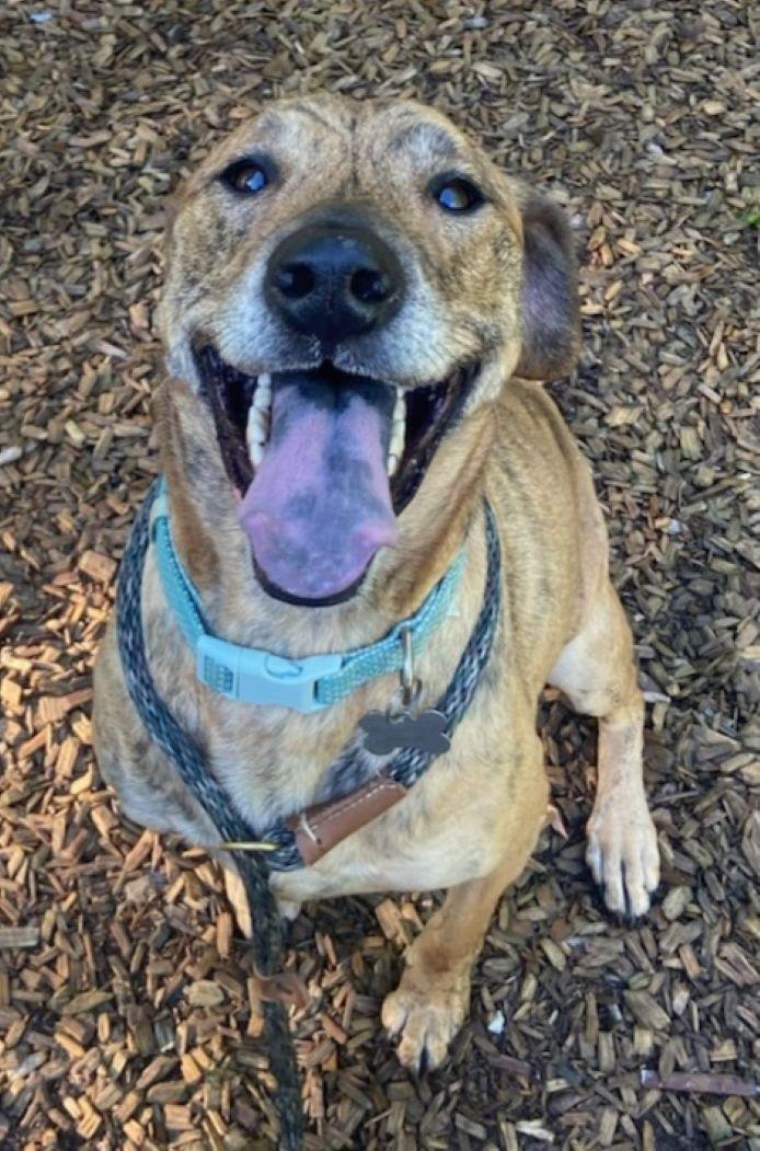 Brin, a ADOPTABLE mixed breed in East Hartford, CT image 2/6