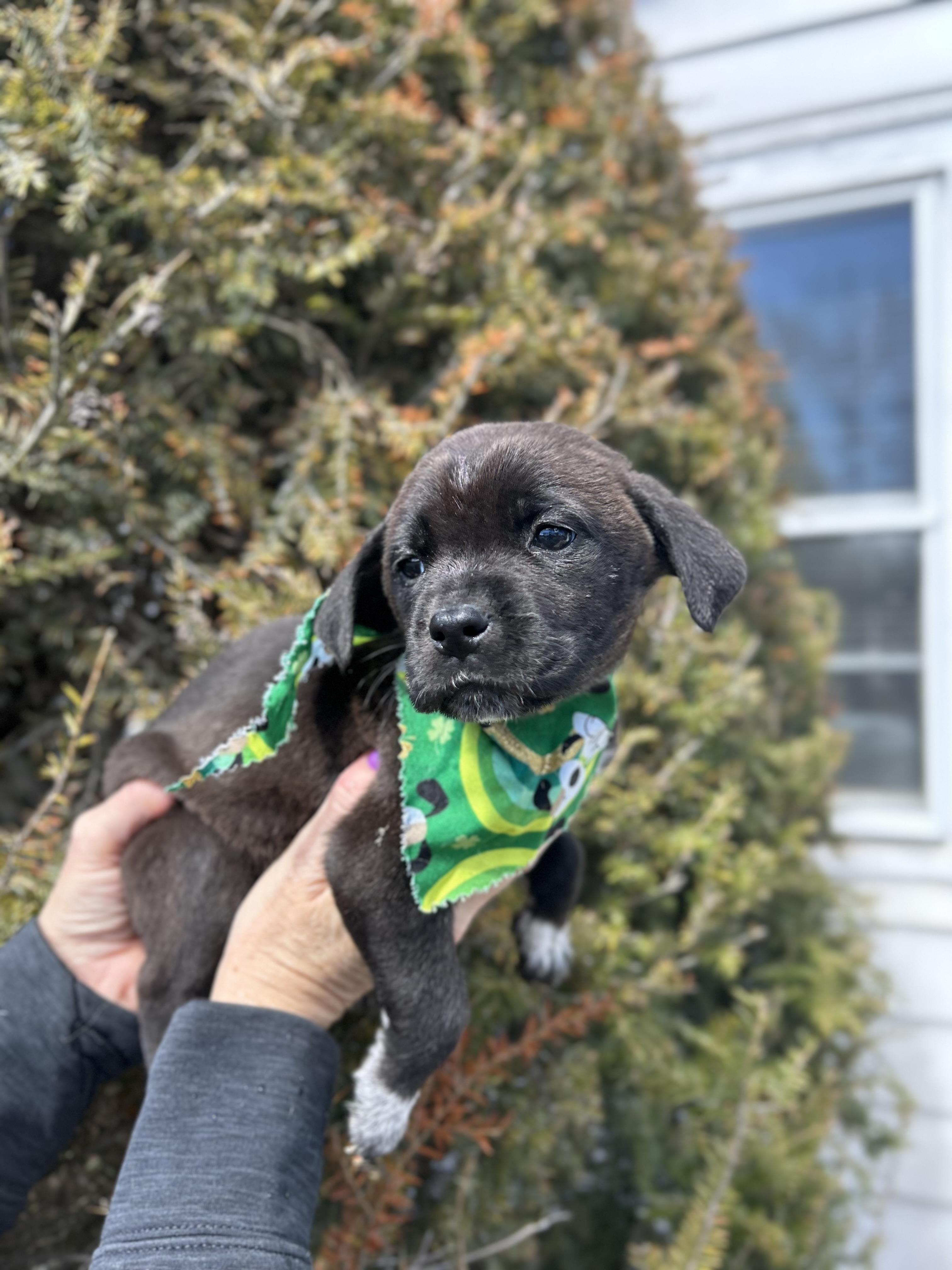 Enlarge Charm, an adopted Labrador Retriever in Mahwah, NJ image 4/6