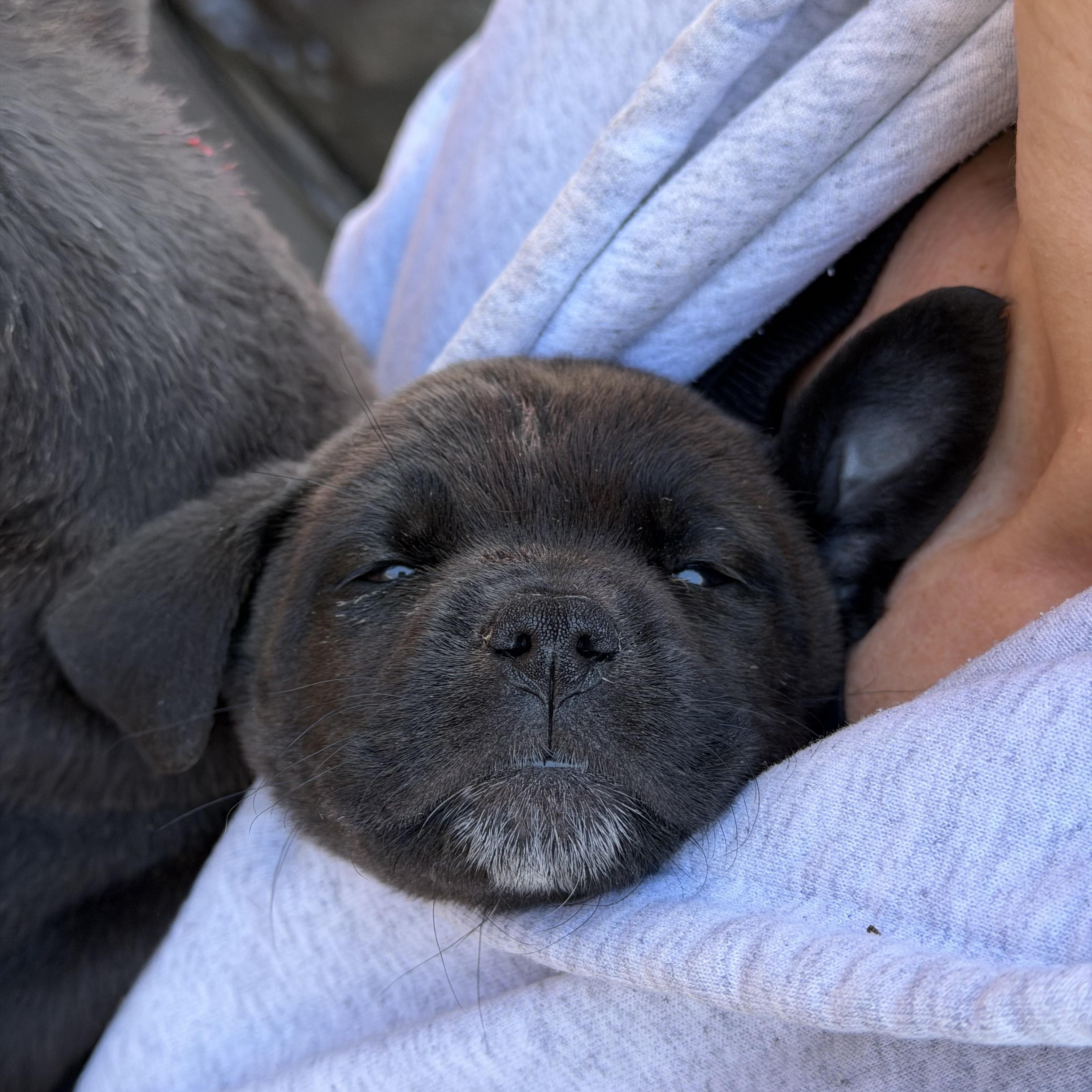 Enlarge Charm, an adopted Labrador Retriever in Mahwah, NJ image 5/6
