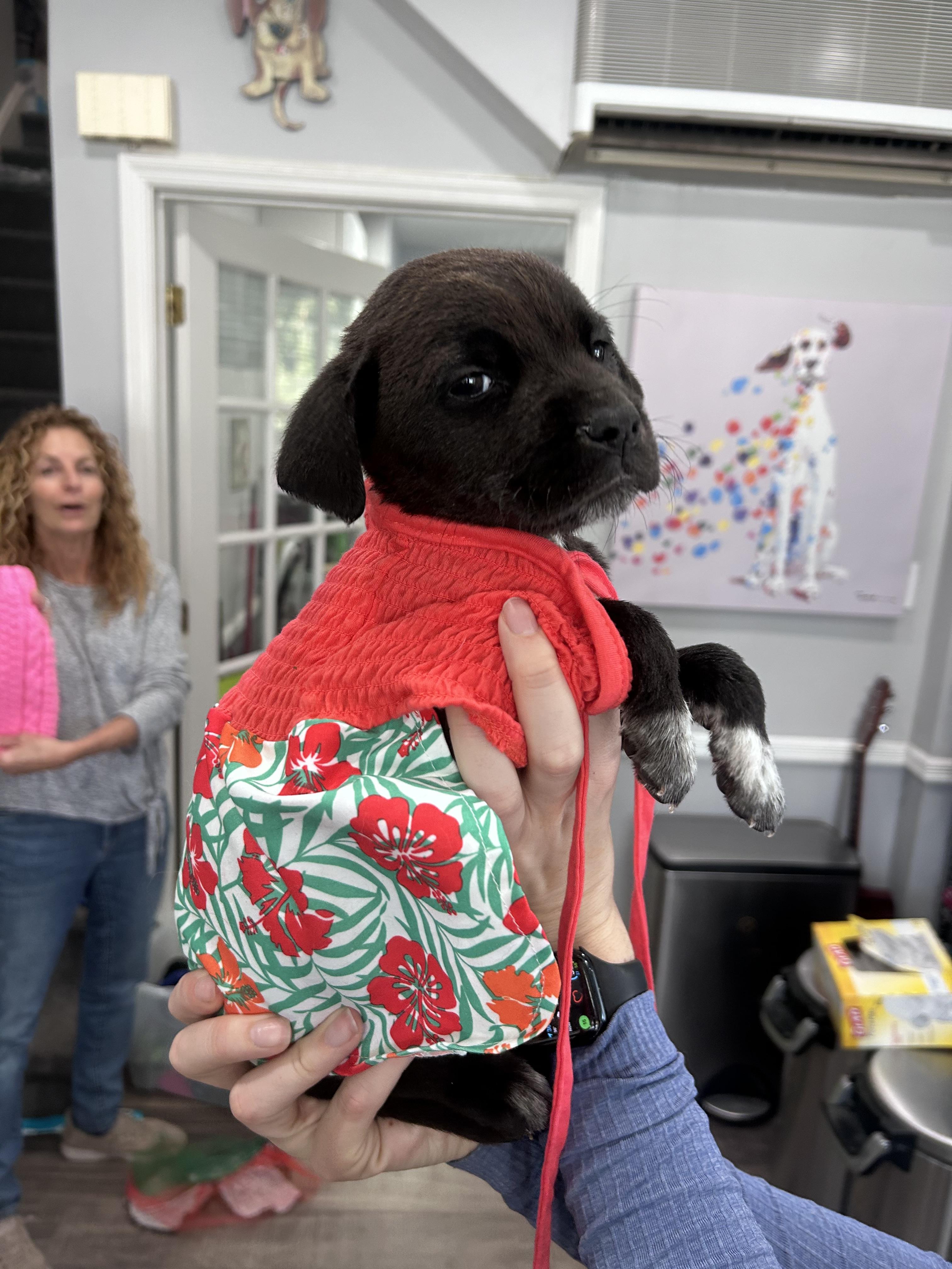 Enlarge Charm, an adopted Labrador Retriever in Mahwah, NJ image 6/6