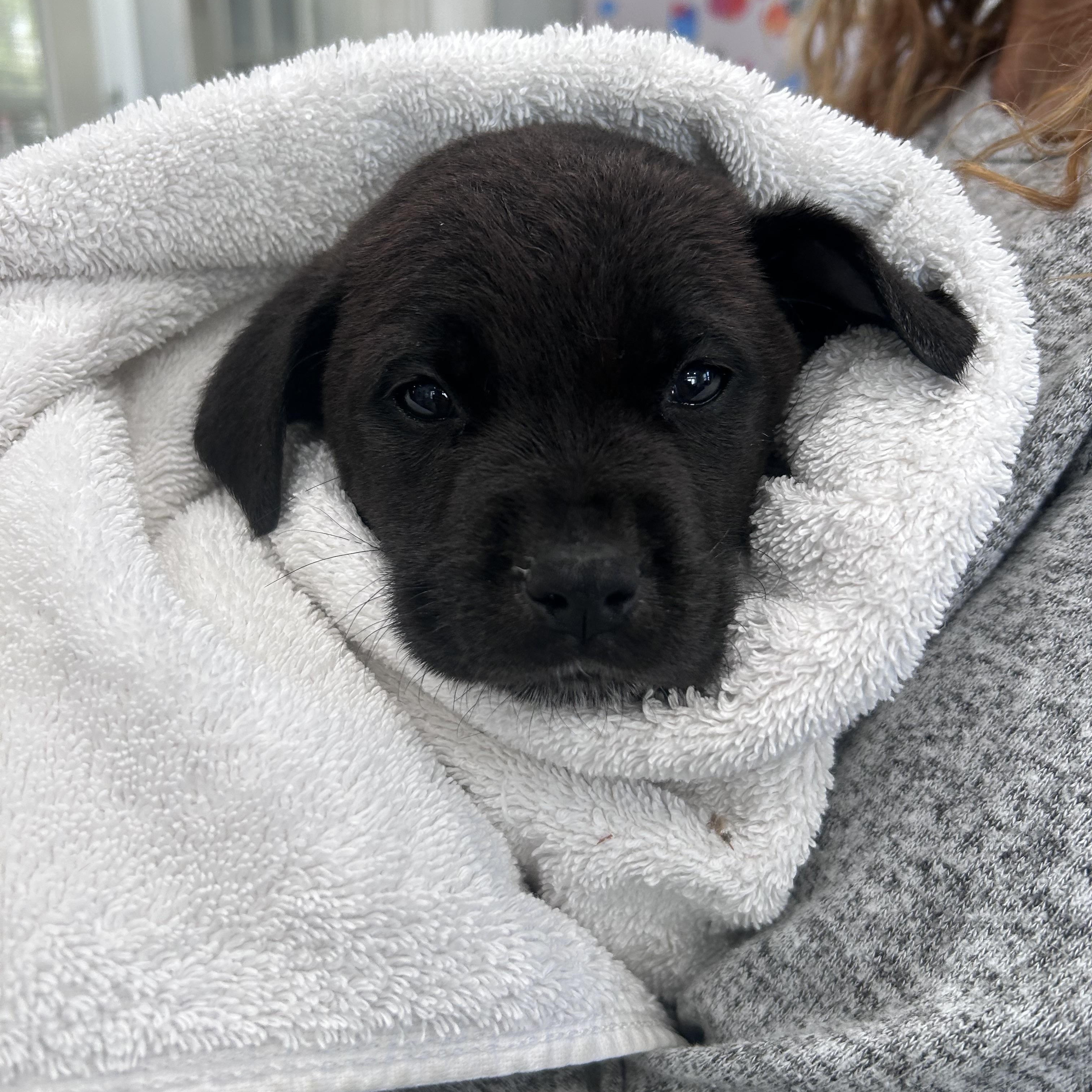 Enlarge Charm, an adopted Labrador Retriever in Mahwah, NJ image 3/6