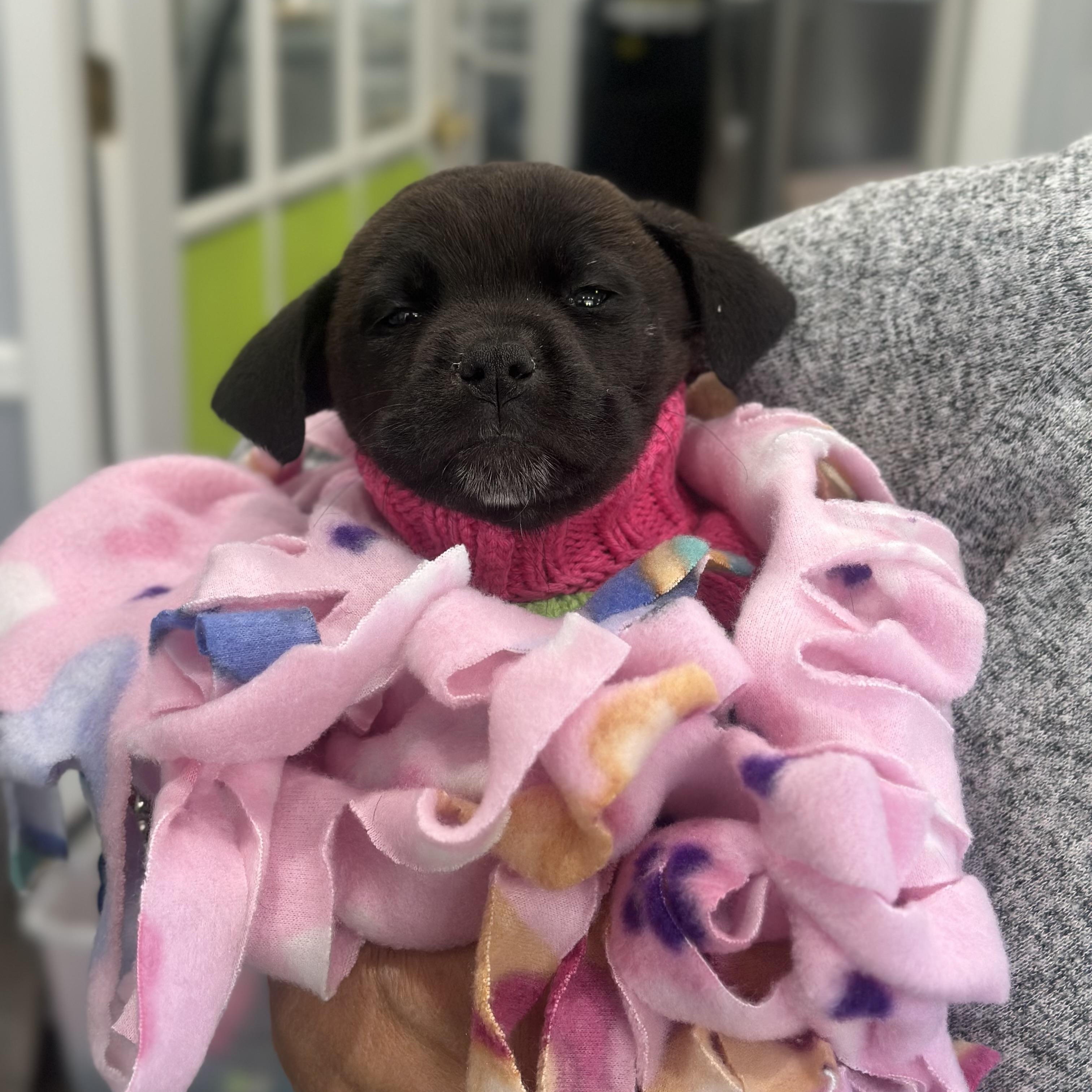 Enlarge Charm, an adopted Labrador Retriever in Mahwah, NJ image 2/6