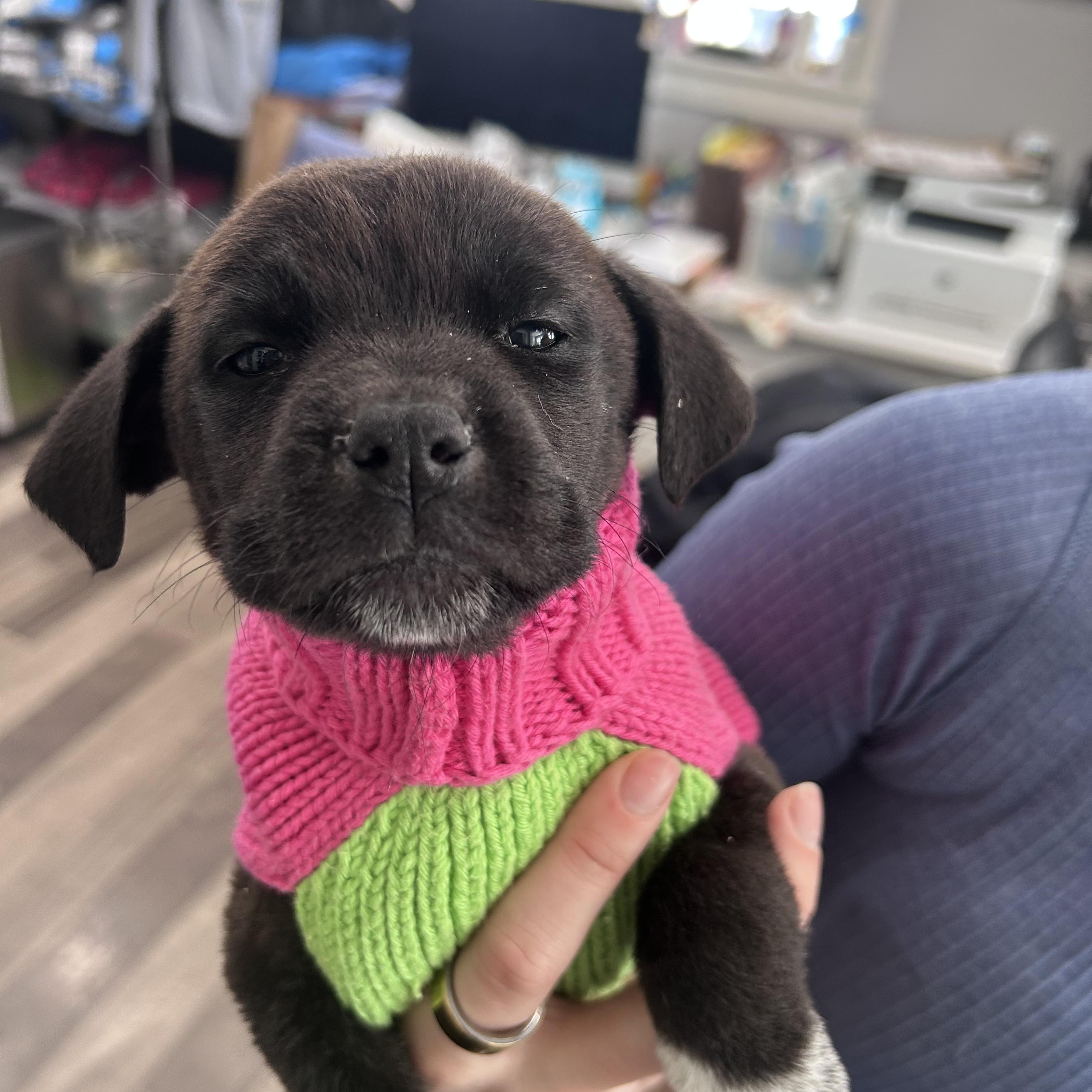 Charm, adopted, Puppy Female Labrador Retriever.