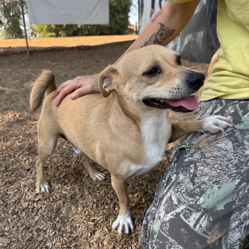 Rocky, Adoptable, Adult Male Terrier & Spaniel.
