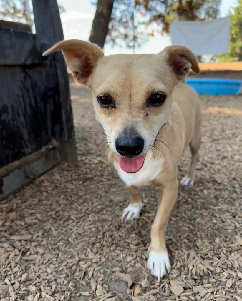 Enlarge Rocky, a Adoptable mixed breed in Lemoore, CA image 2/2